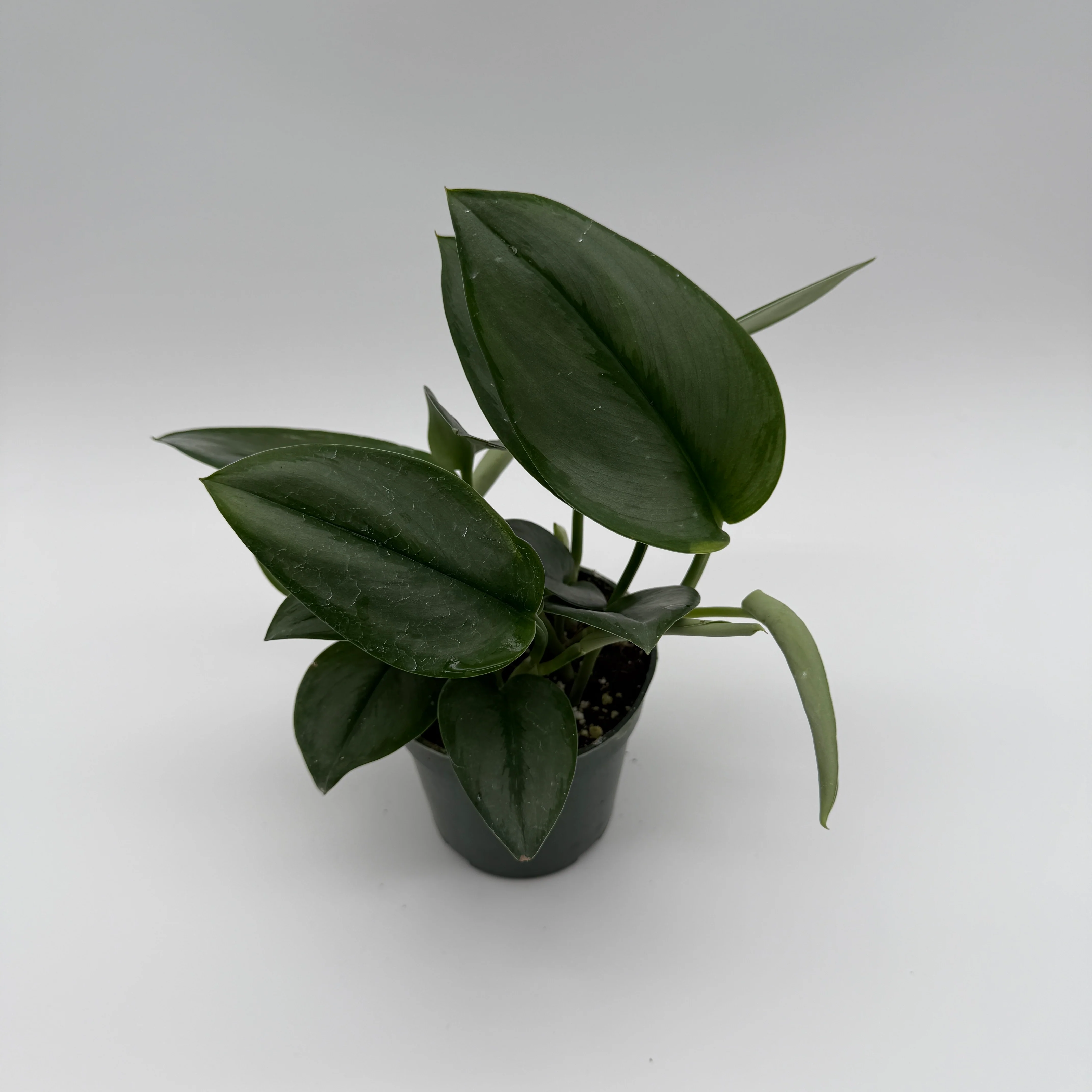 Scindapsus Moonlight - Image 2