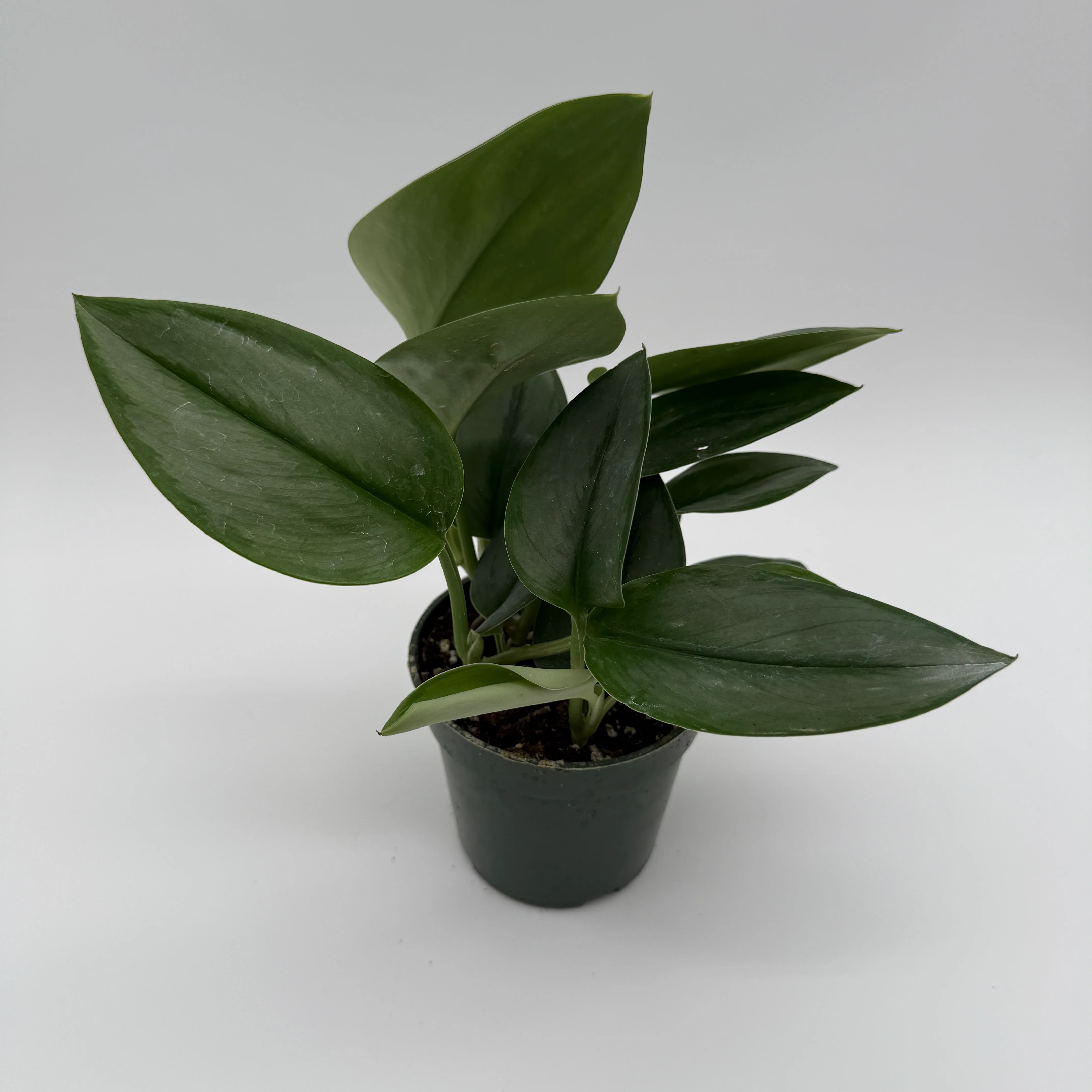 Scindapsus Moonlight - Image 3