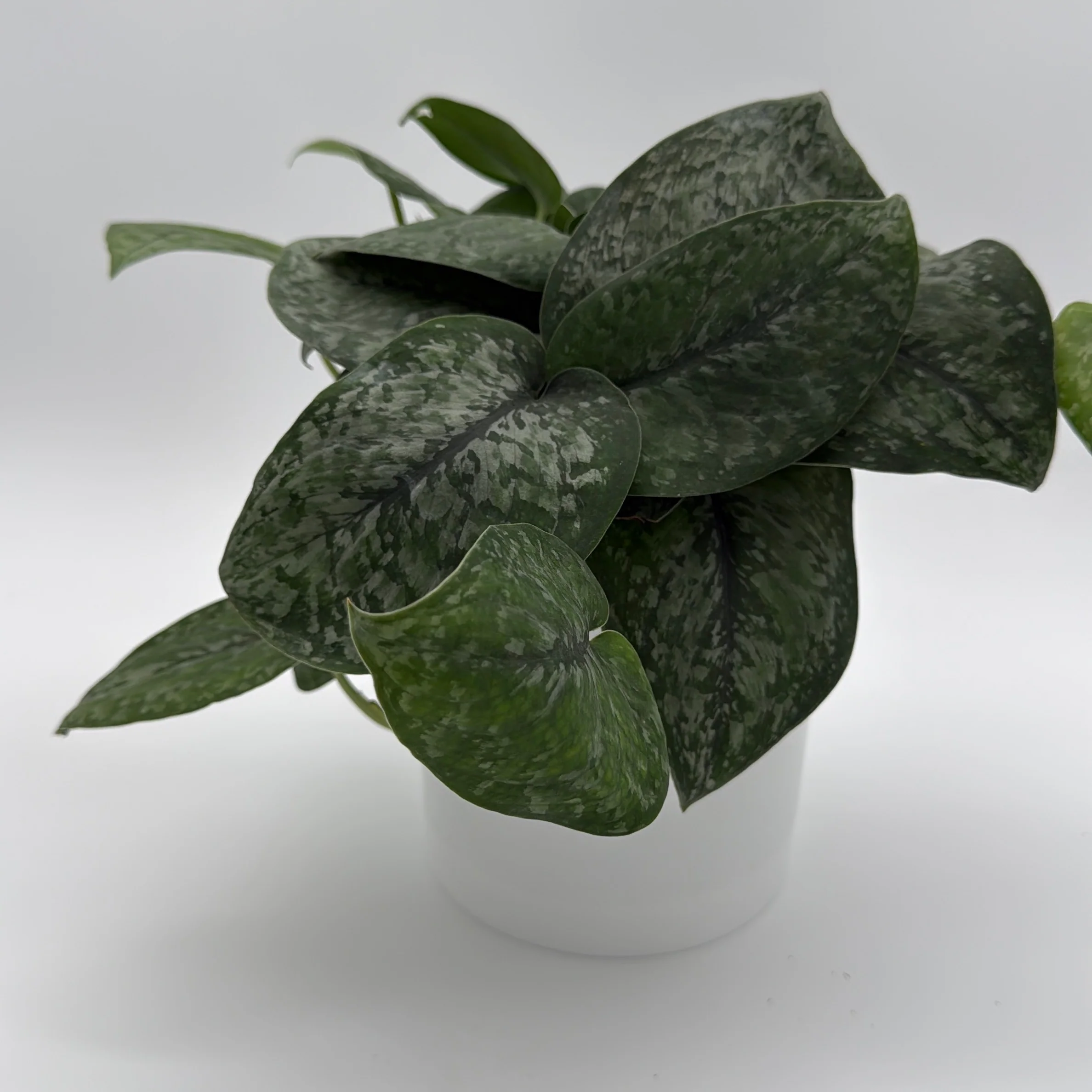 Scindapsus Pictus 'Mount Salak'