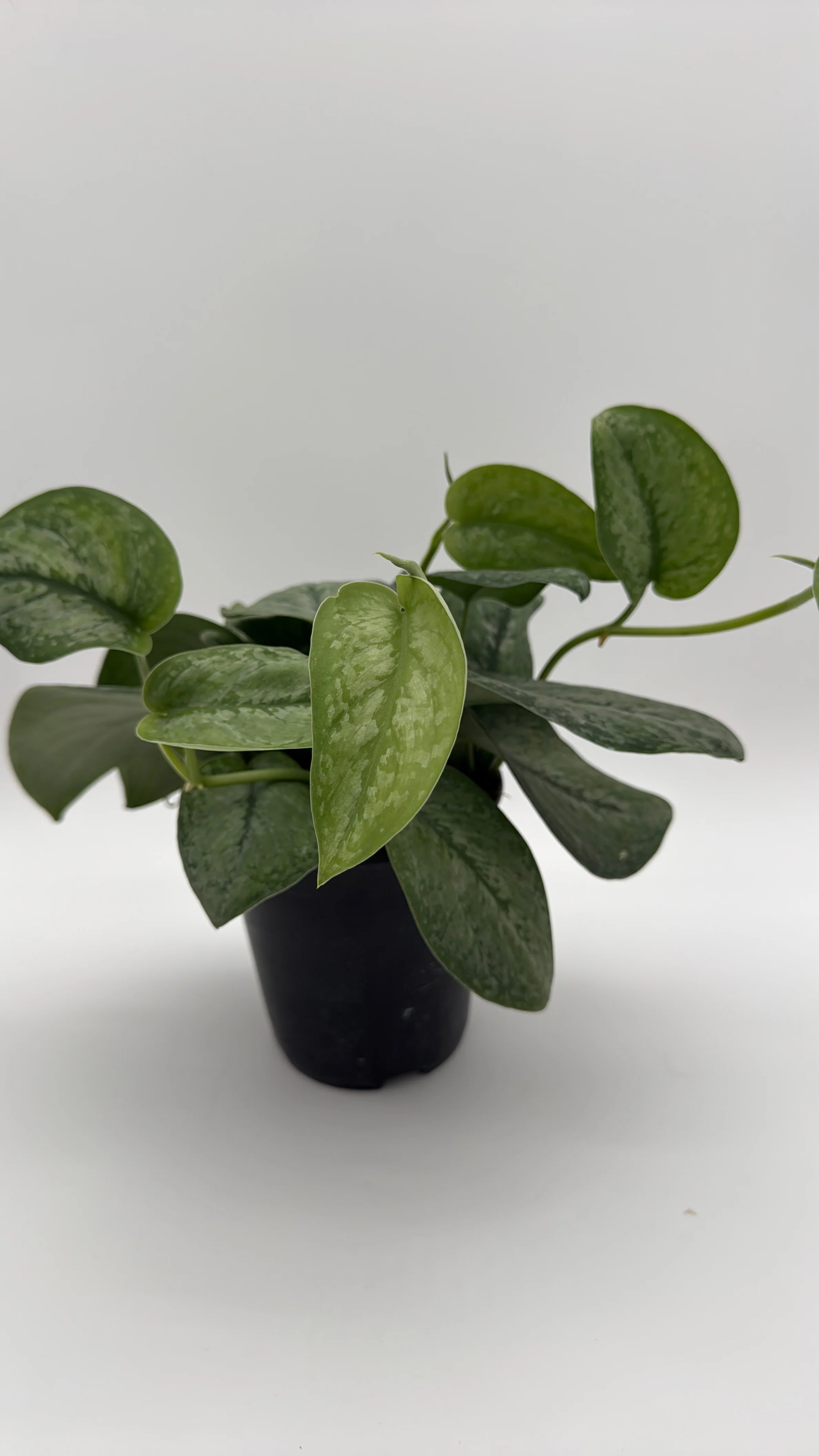 Scindapsus Pictus 'Mount Salak' - Image 10