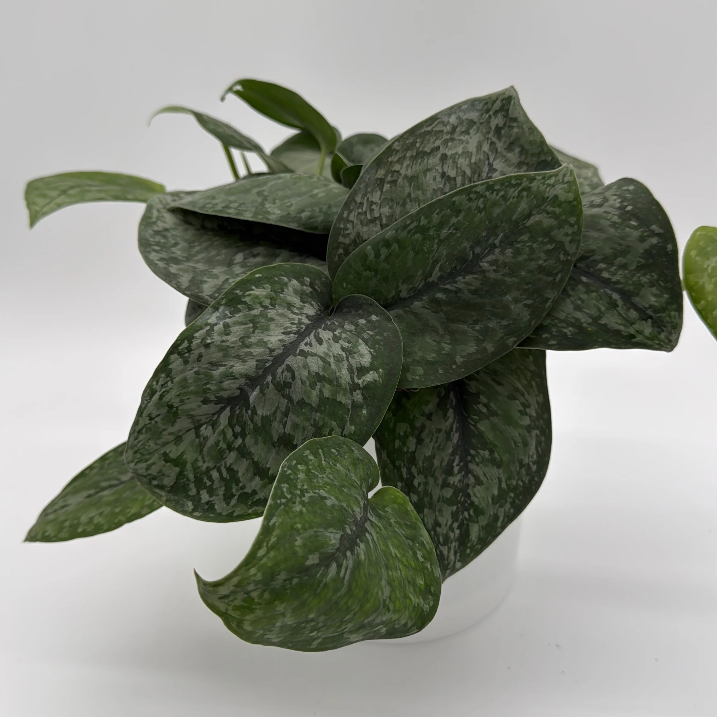 Scindapsus Pictus 'Mount Salak' - Image 2
