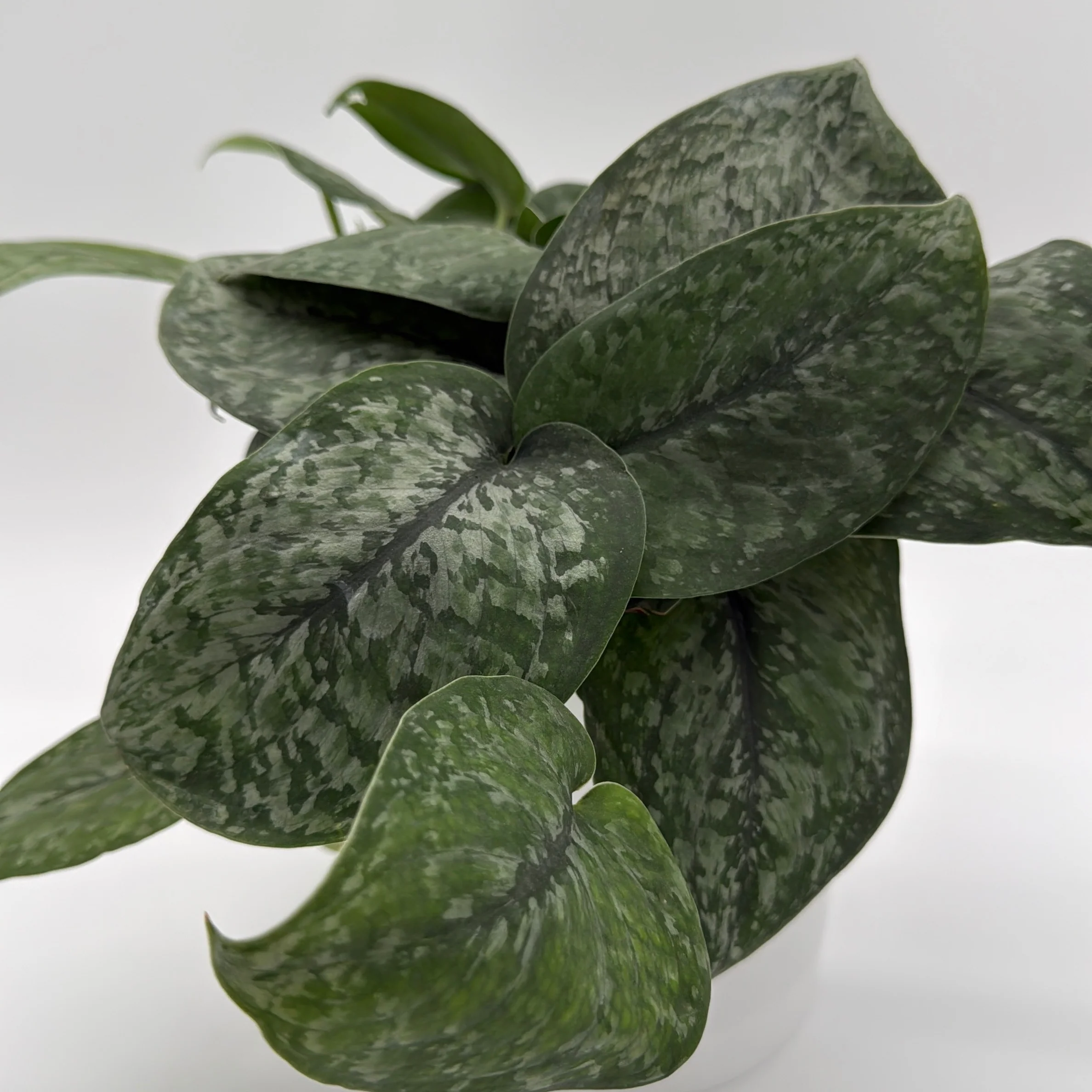 Scindapsus Pictus 'Mount Salak' - Image 3