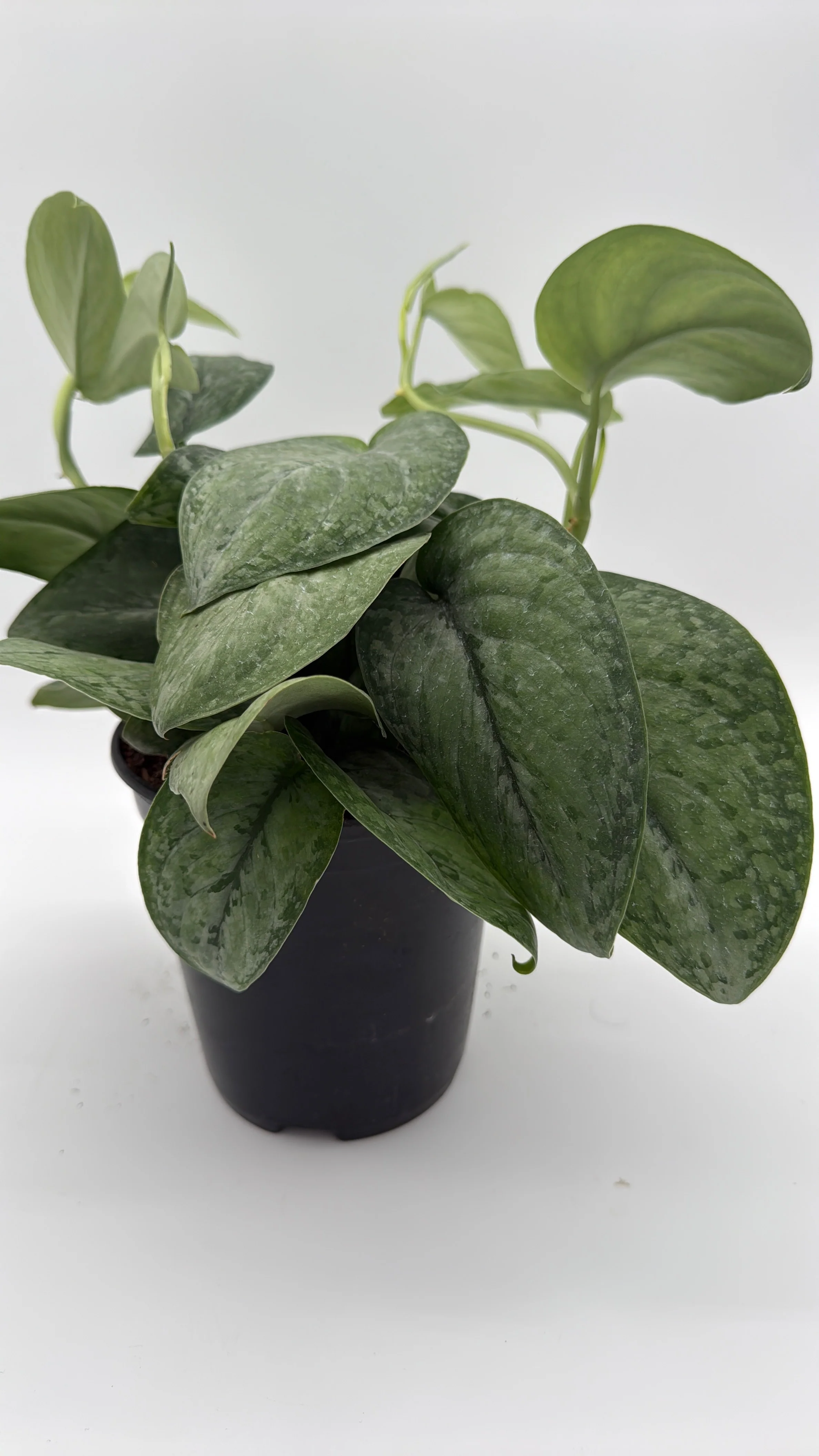 Scindapsus Pictus 'Mount Salak' - Image 4