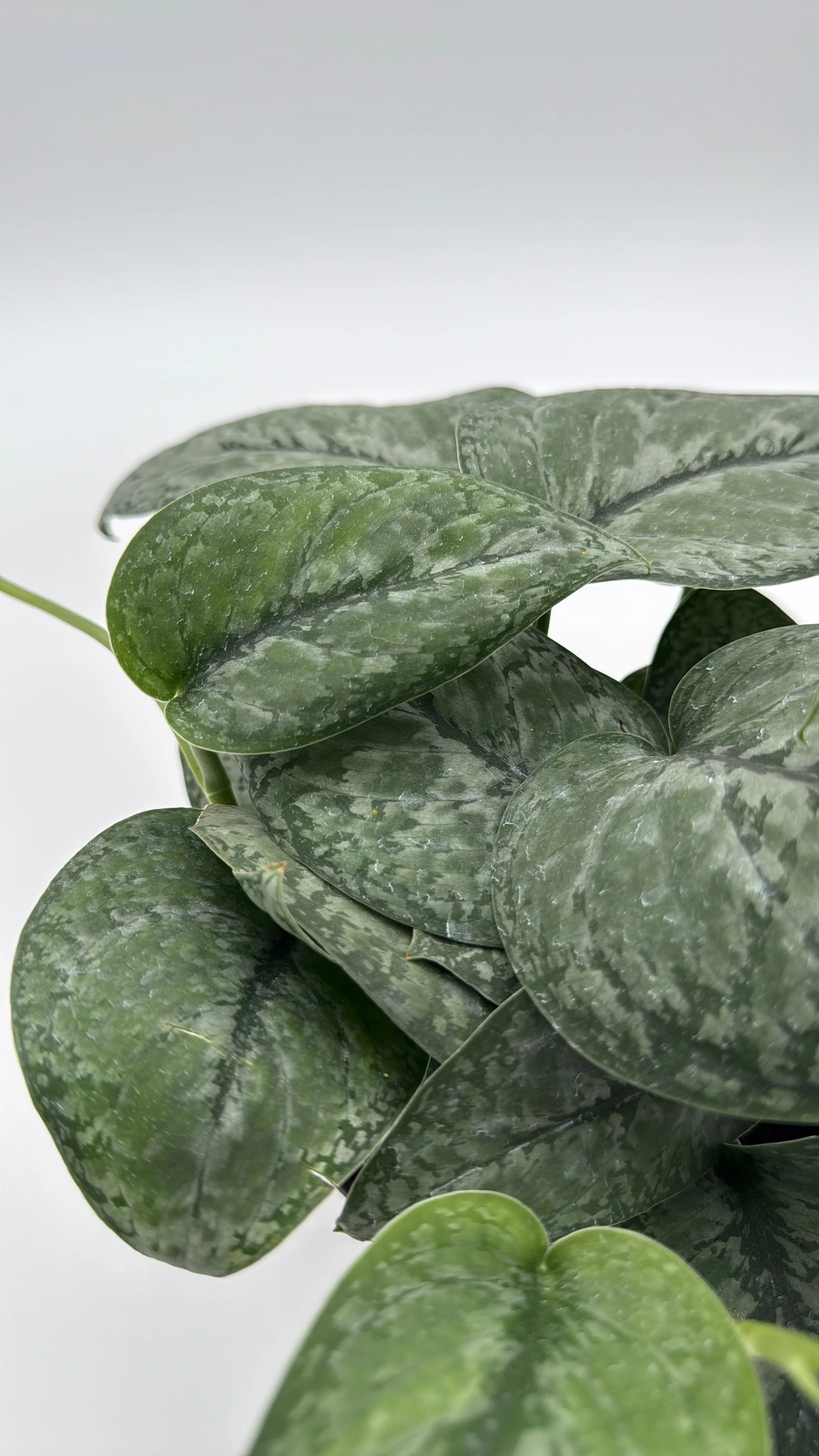 Scindapsus Pictus 'Mount Salak' - Image 5
