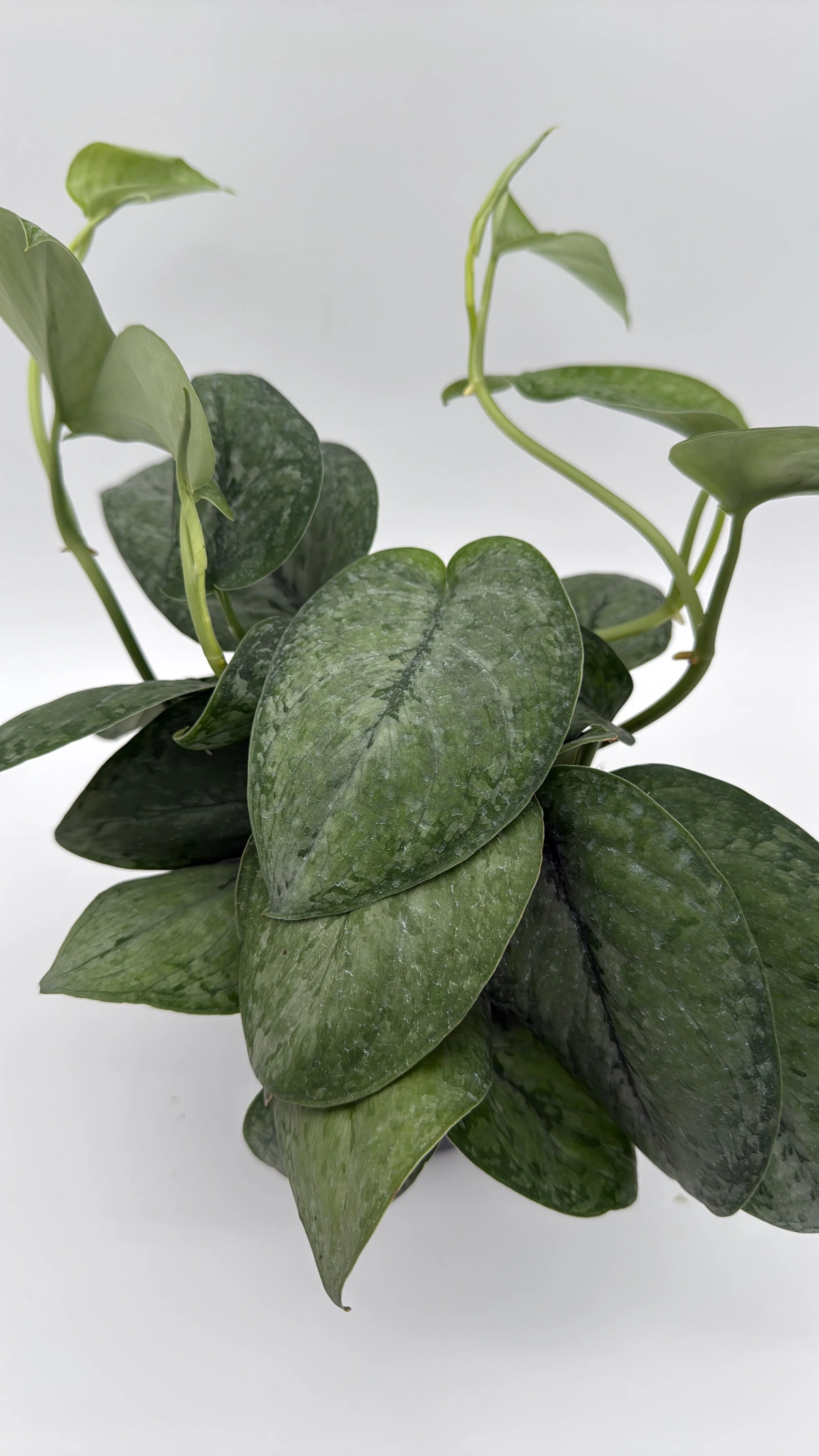 Scindapsus Pictus 'Mount Salak' - Image 6