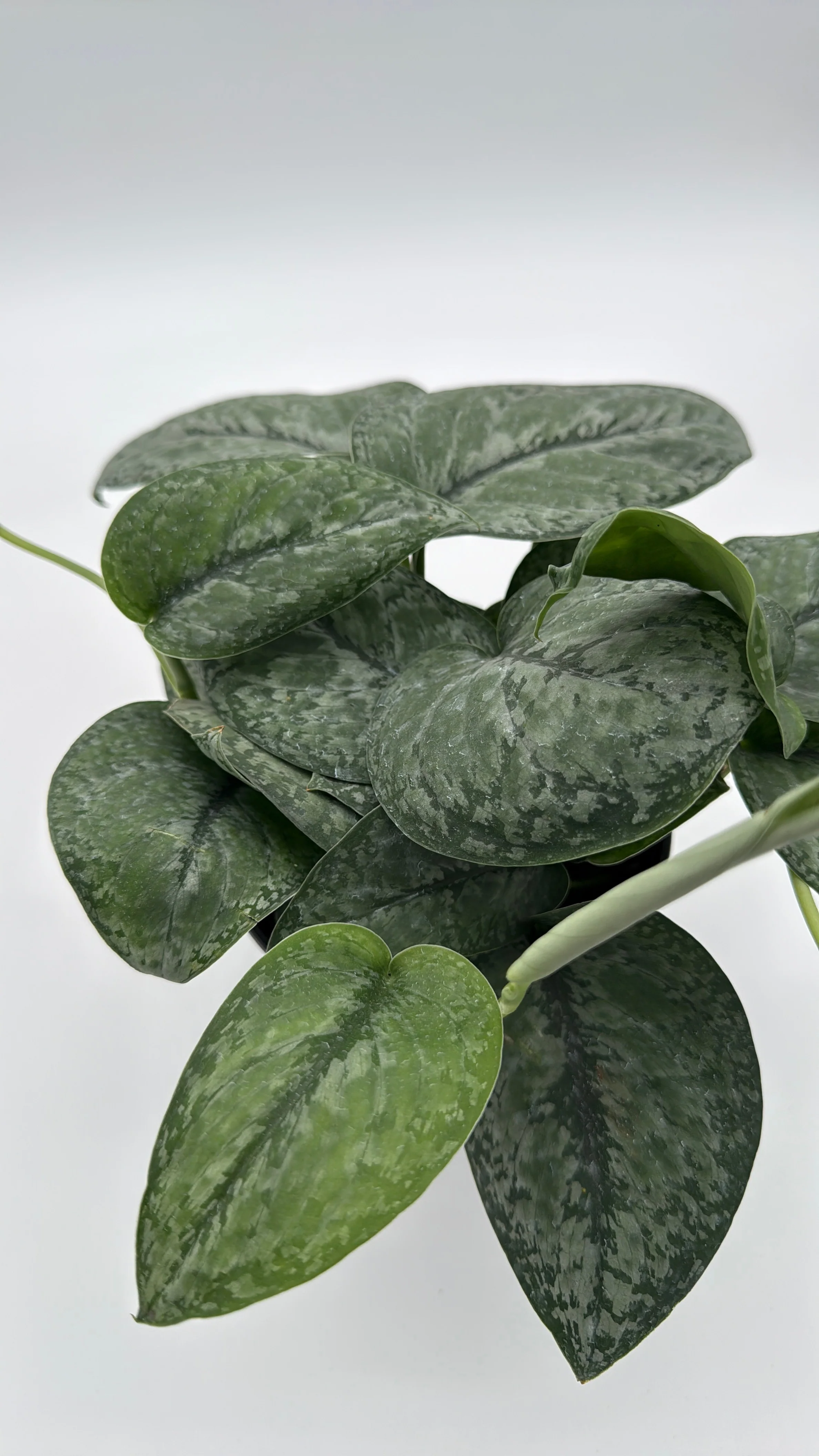 Scindapsus Pictus 'Mount Salak' - Image 7