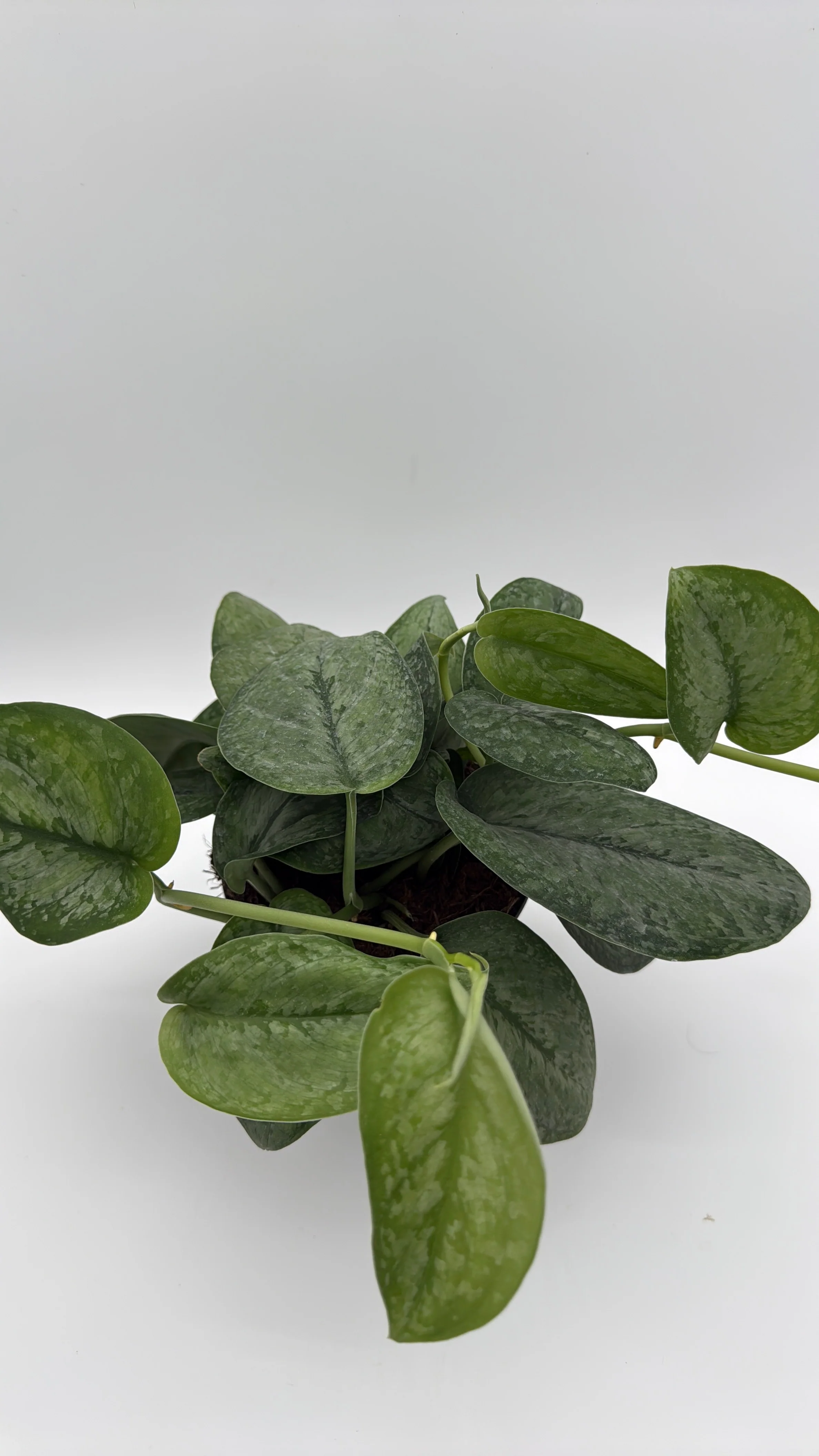 Scindapsus Pictus 'Mount Salak' - Image 8