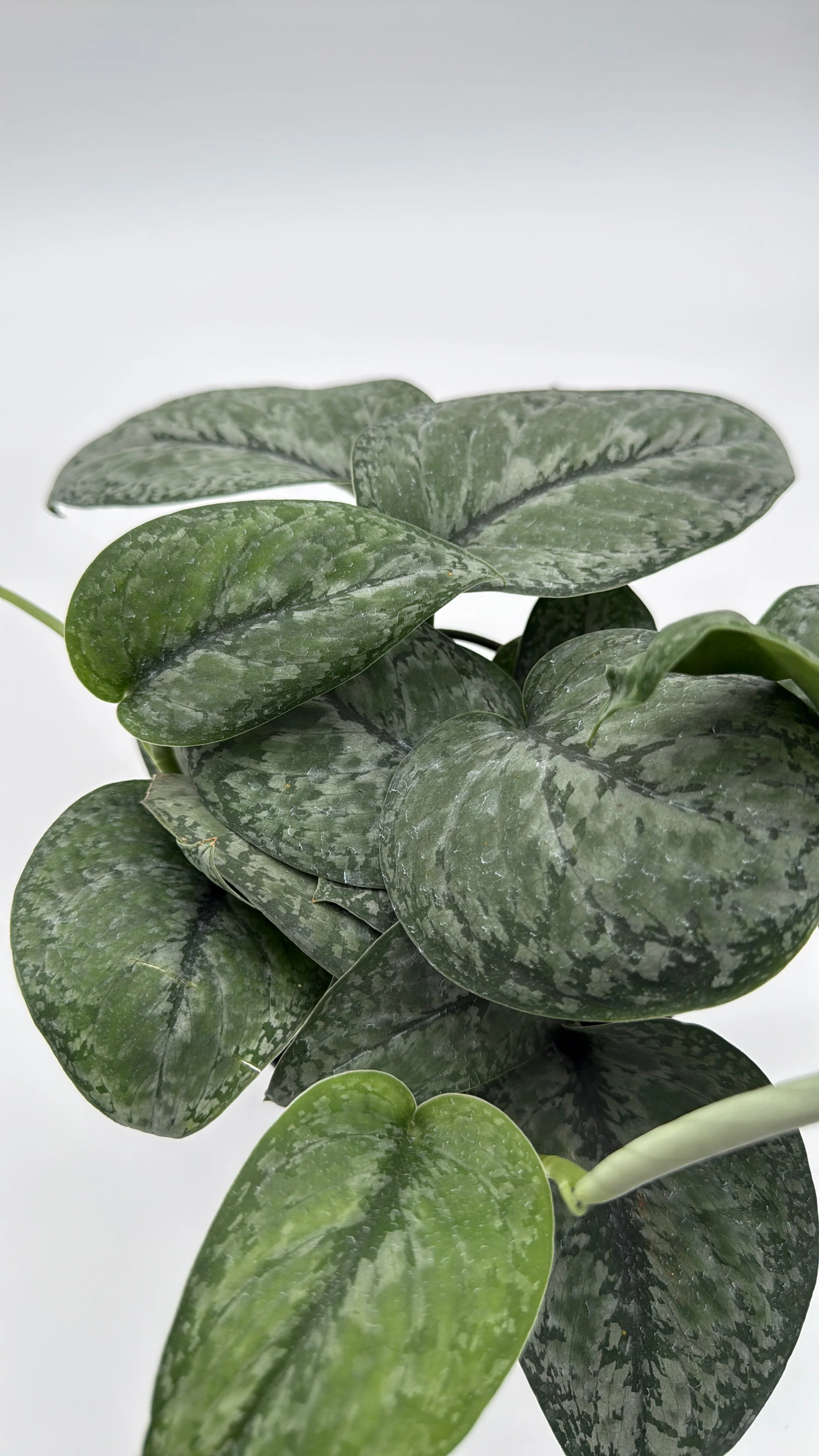 Scindapsus Pictus 'Mount Salak' - Image 9