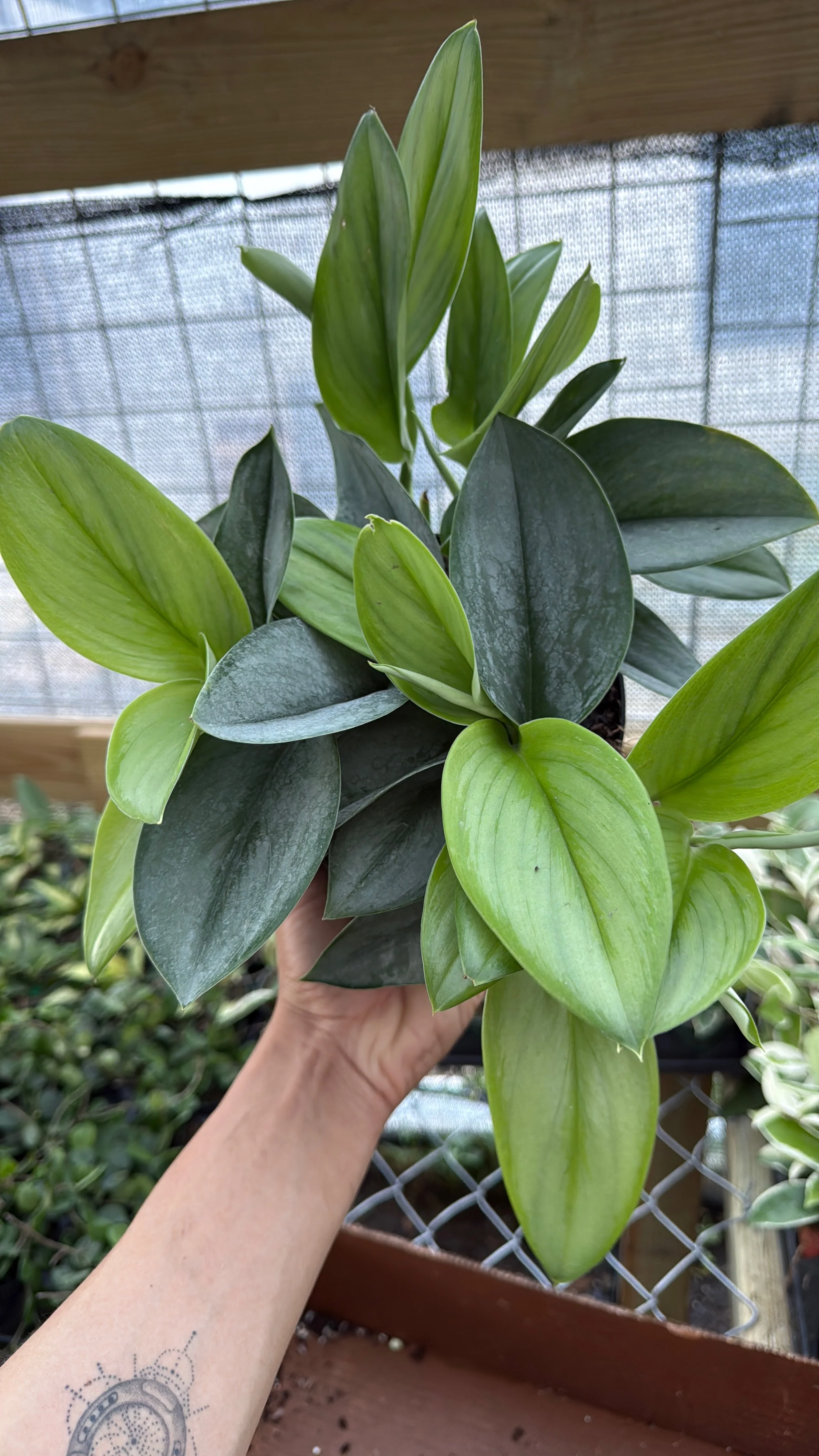 Scindapsus Pictus 'Sterling' - Image 2
