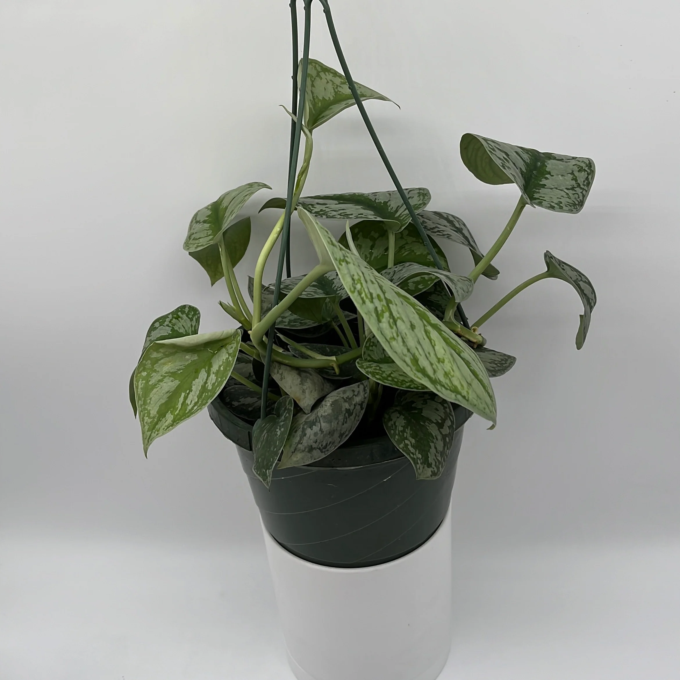Pothos Silver 'Scindapsus Pictus' - Image 3