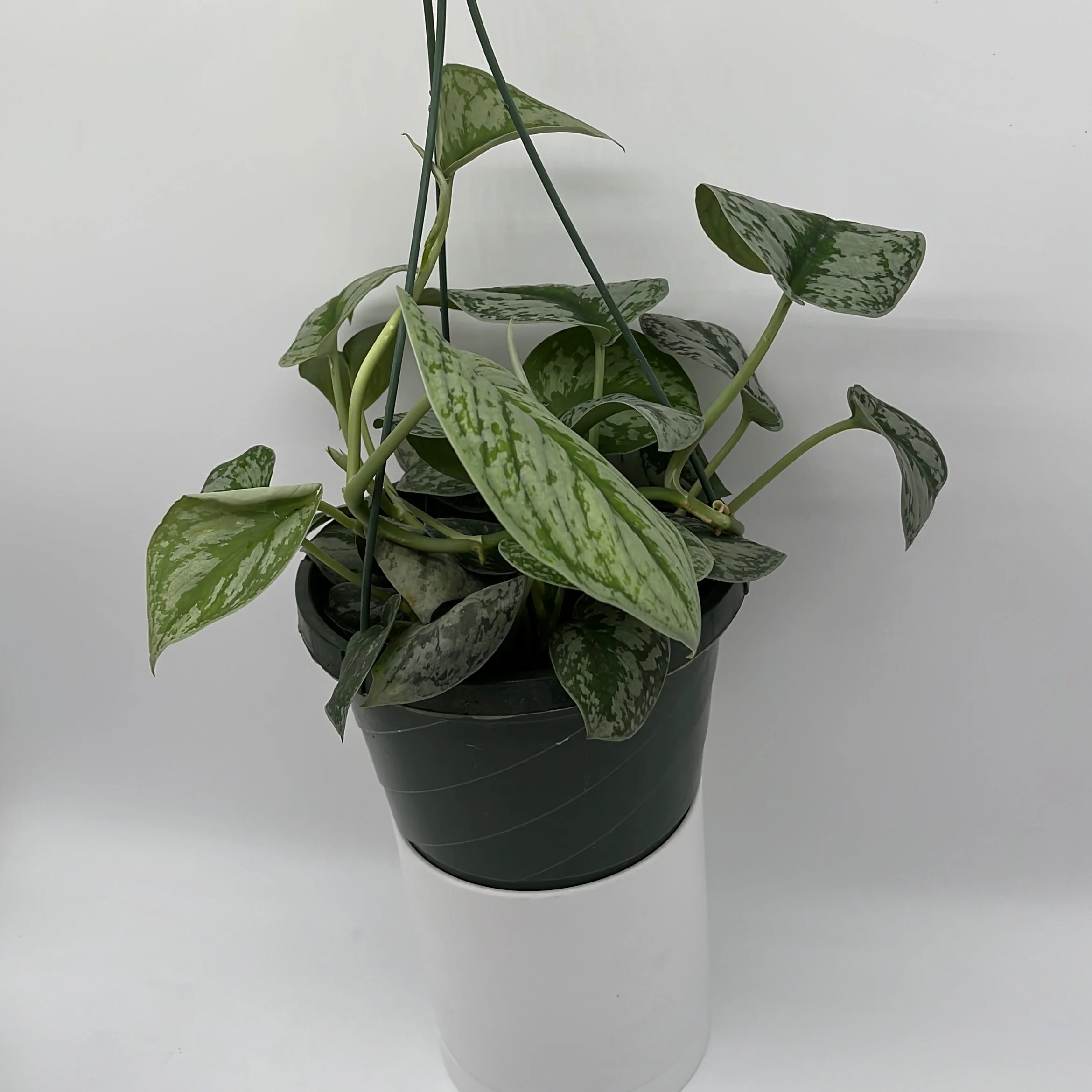 Pothos Silver 'Scindapsus Pictus' - Image 4