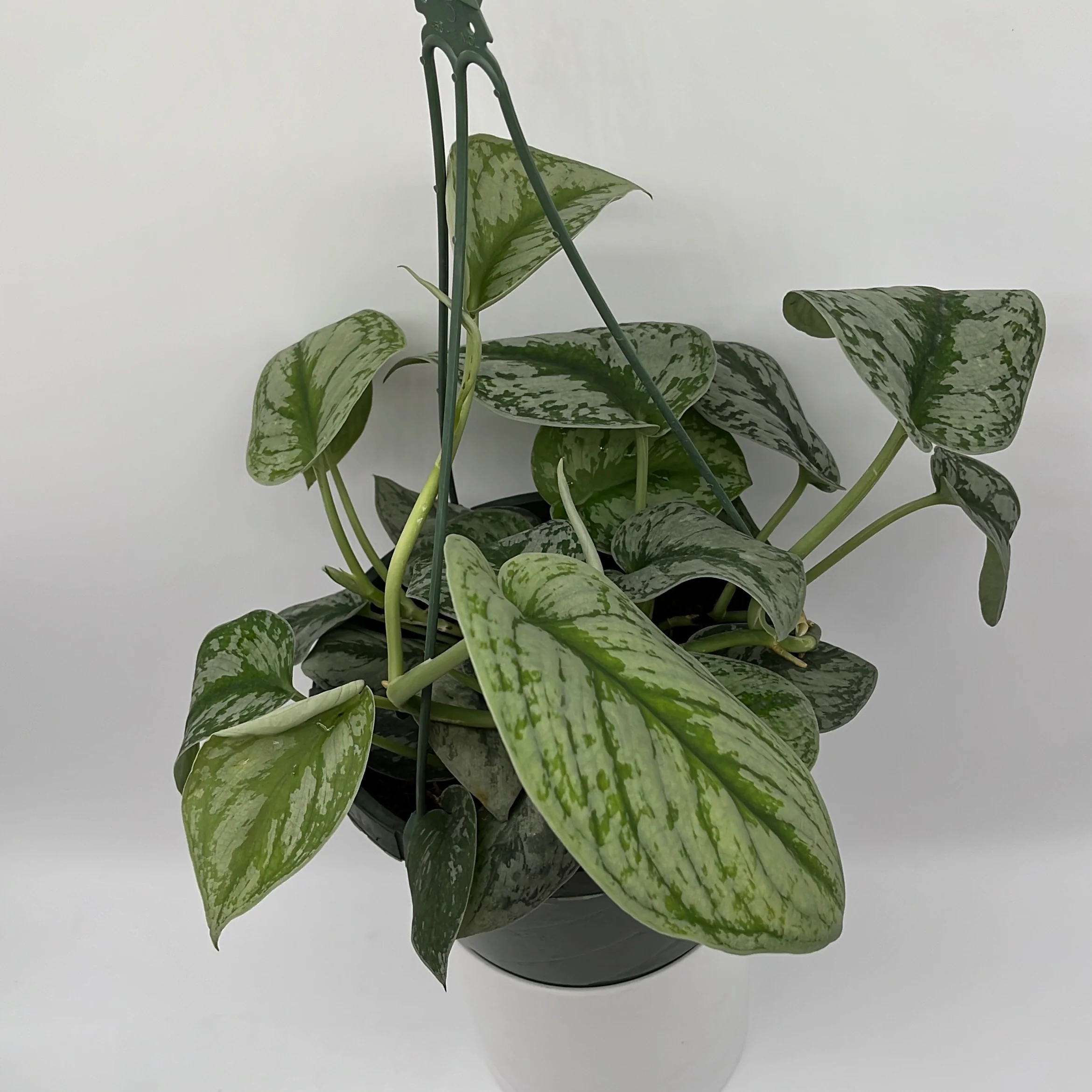 Pothos Silver 'Scindapsus Pictus' - Image 5