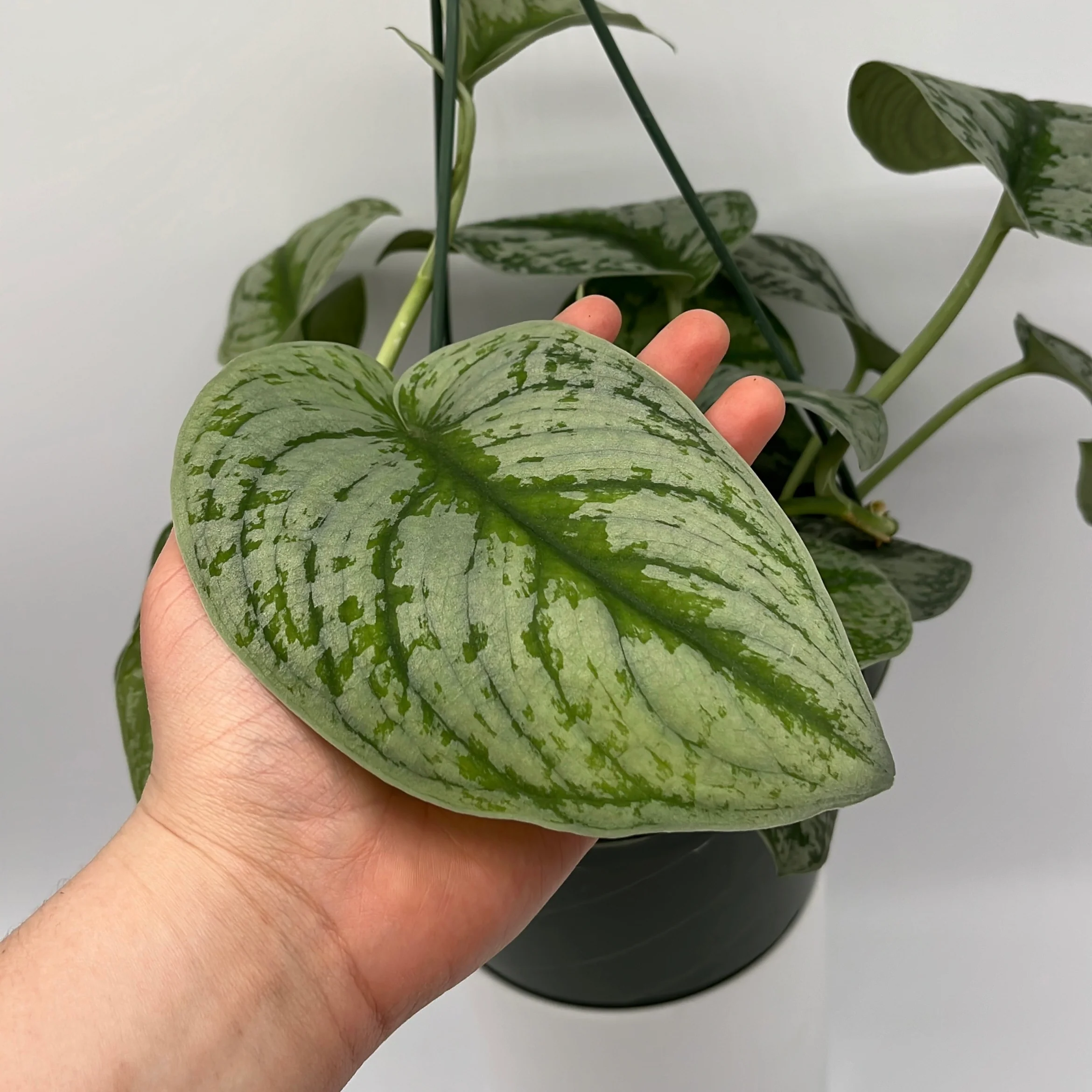 Pothos Silver 'Scindapsus Pictus' - Image 6
