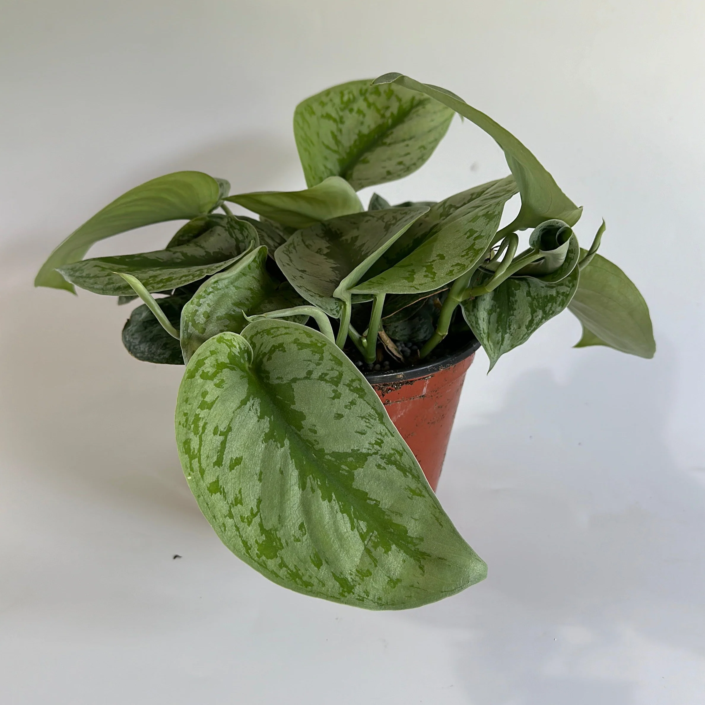Pothos Silver 'Scindapsus Pictus' - Image 7