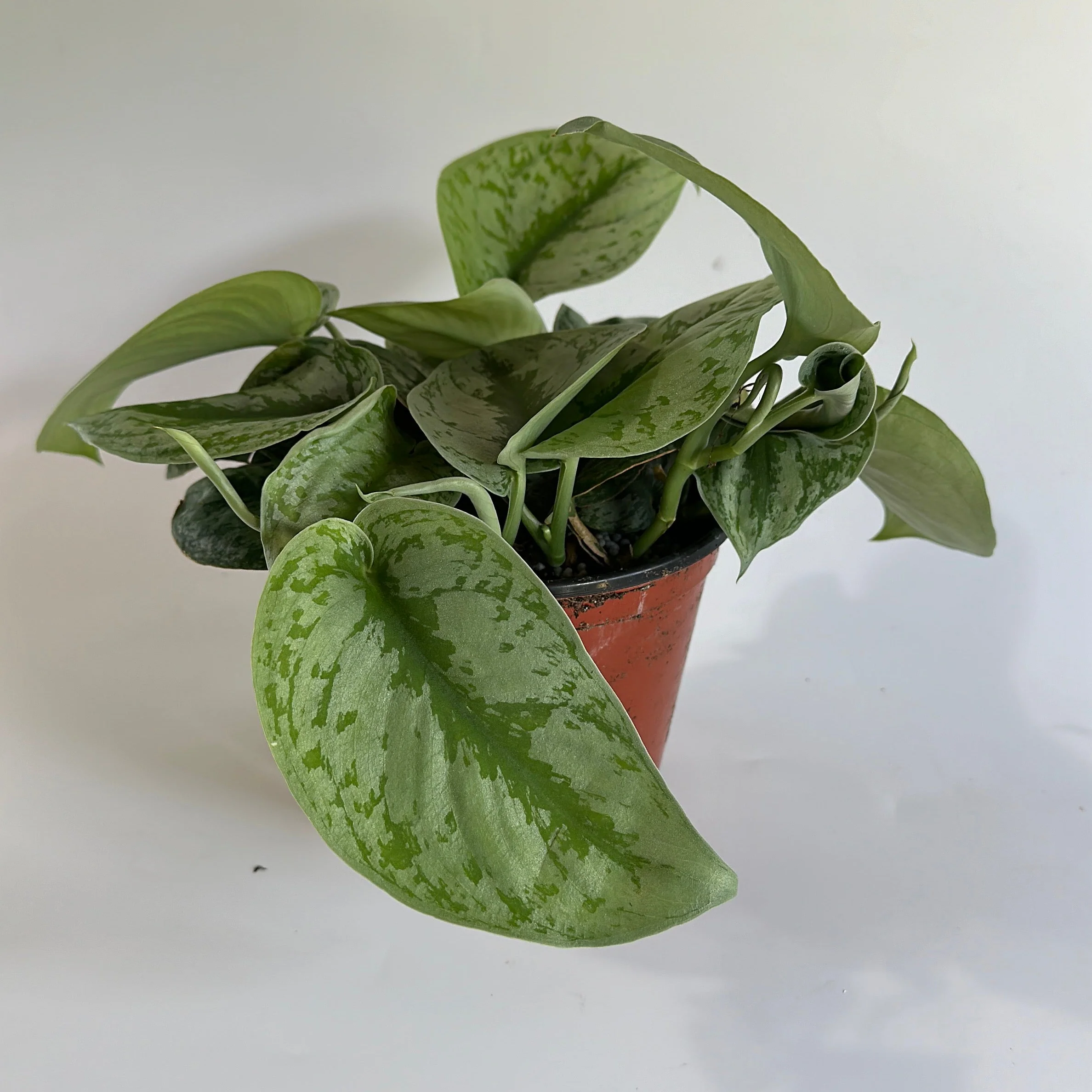 Pothos Silver 'Scindapsus Pictus' - Image 8