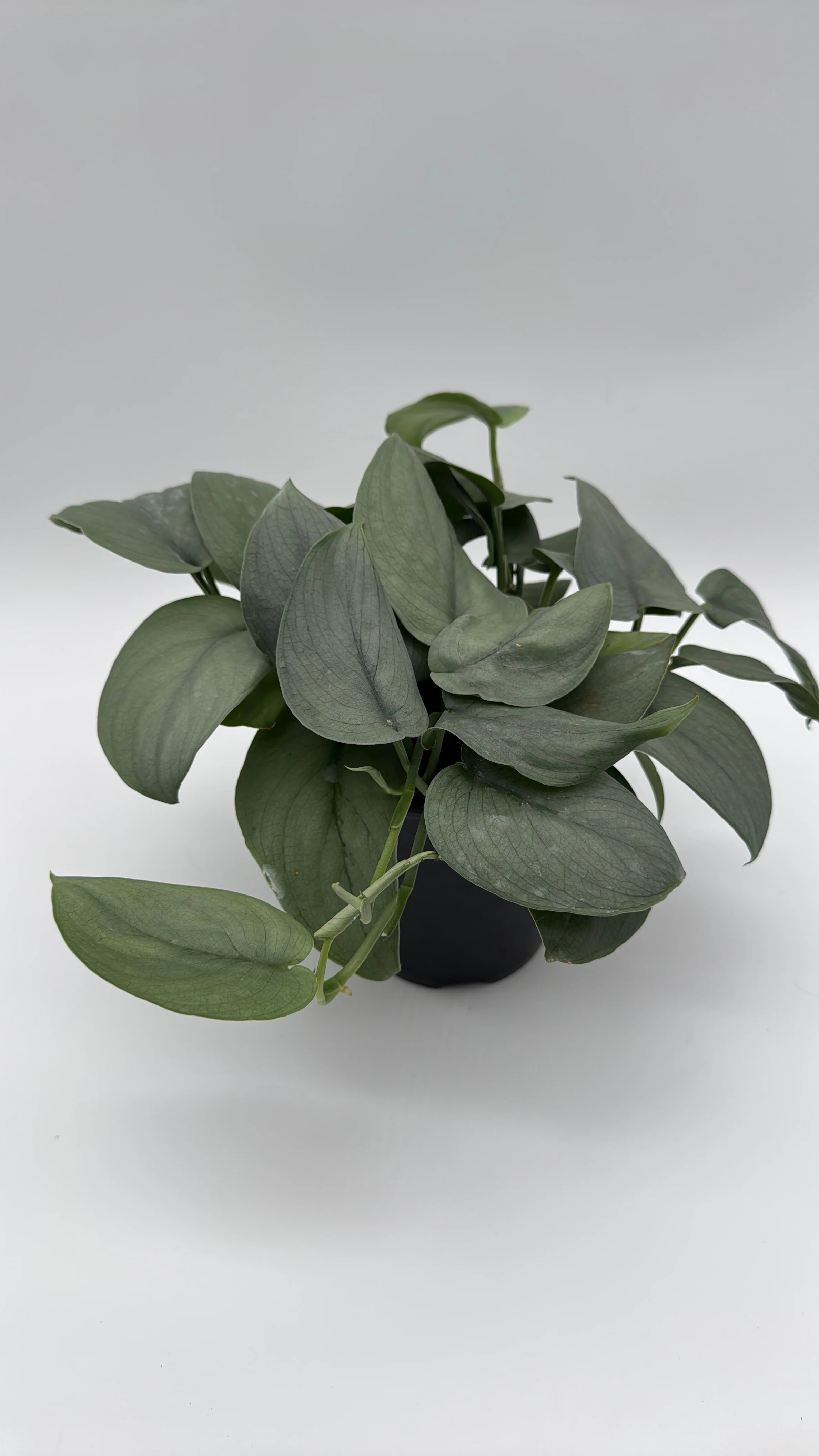 Scindapsus Silver Hero