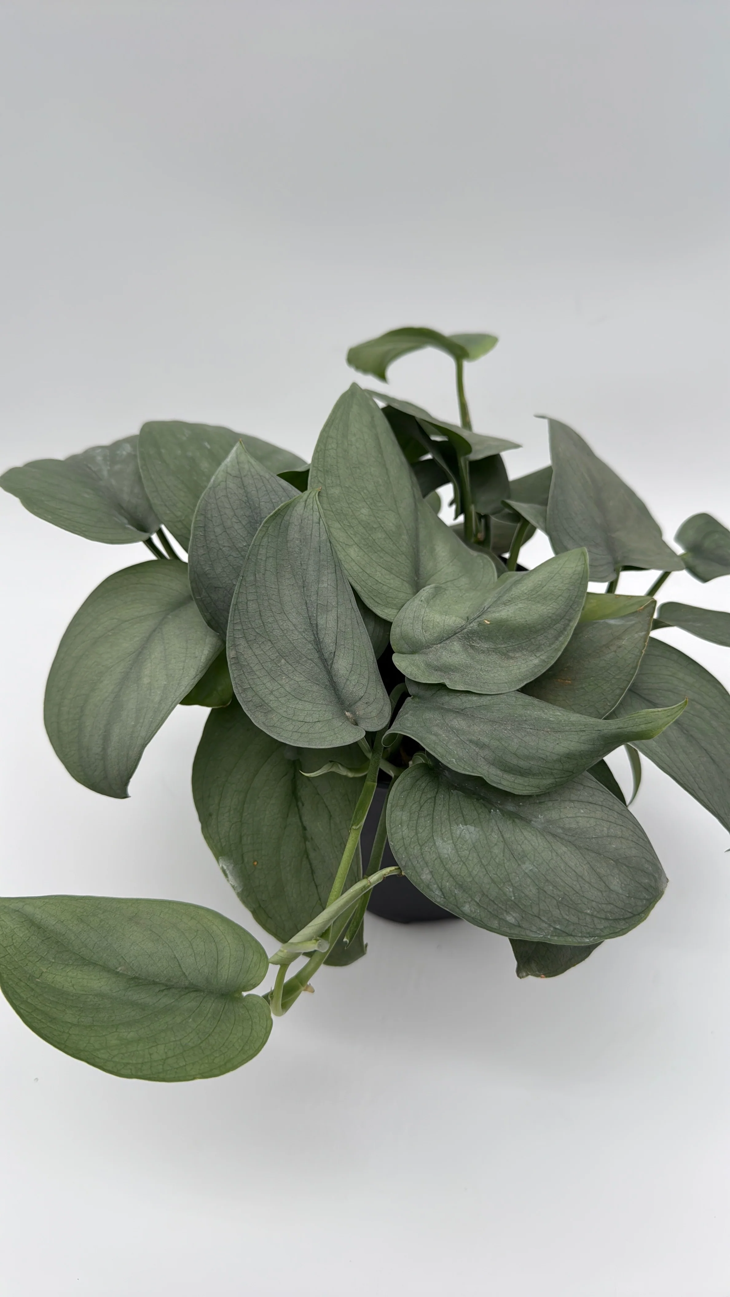 Scindapsus Silver Hero - Image 2