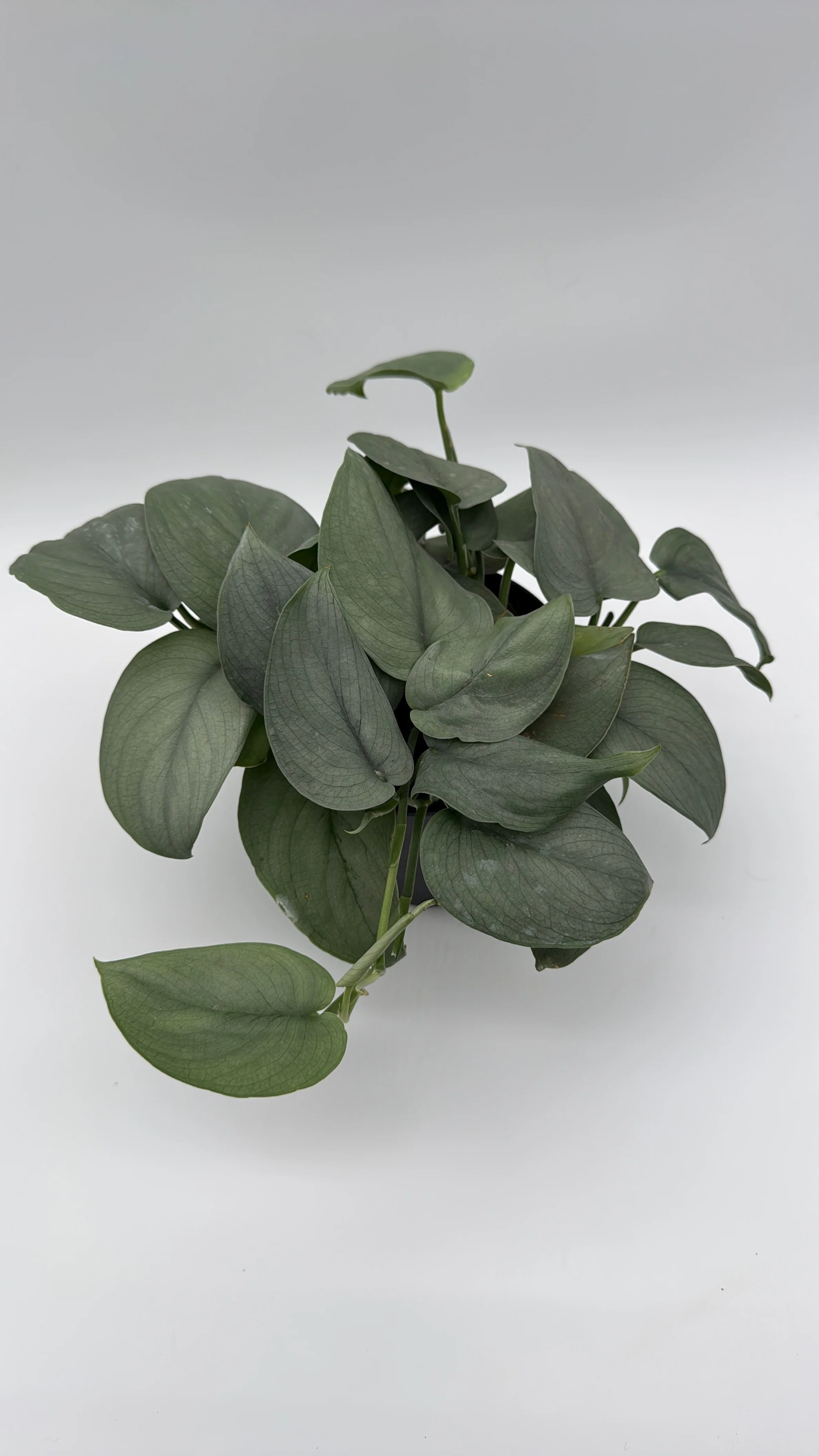 Scindapsus Silver Hero - Image 3