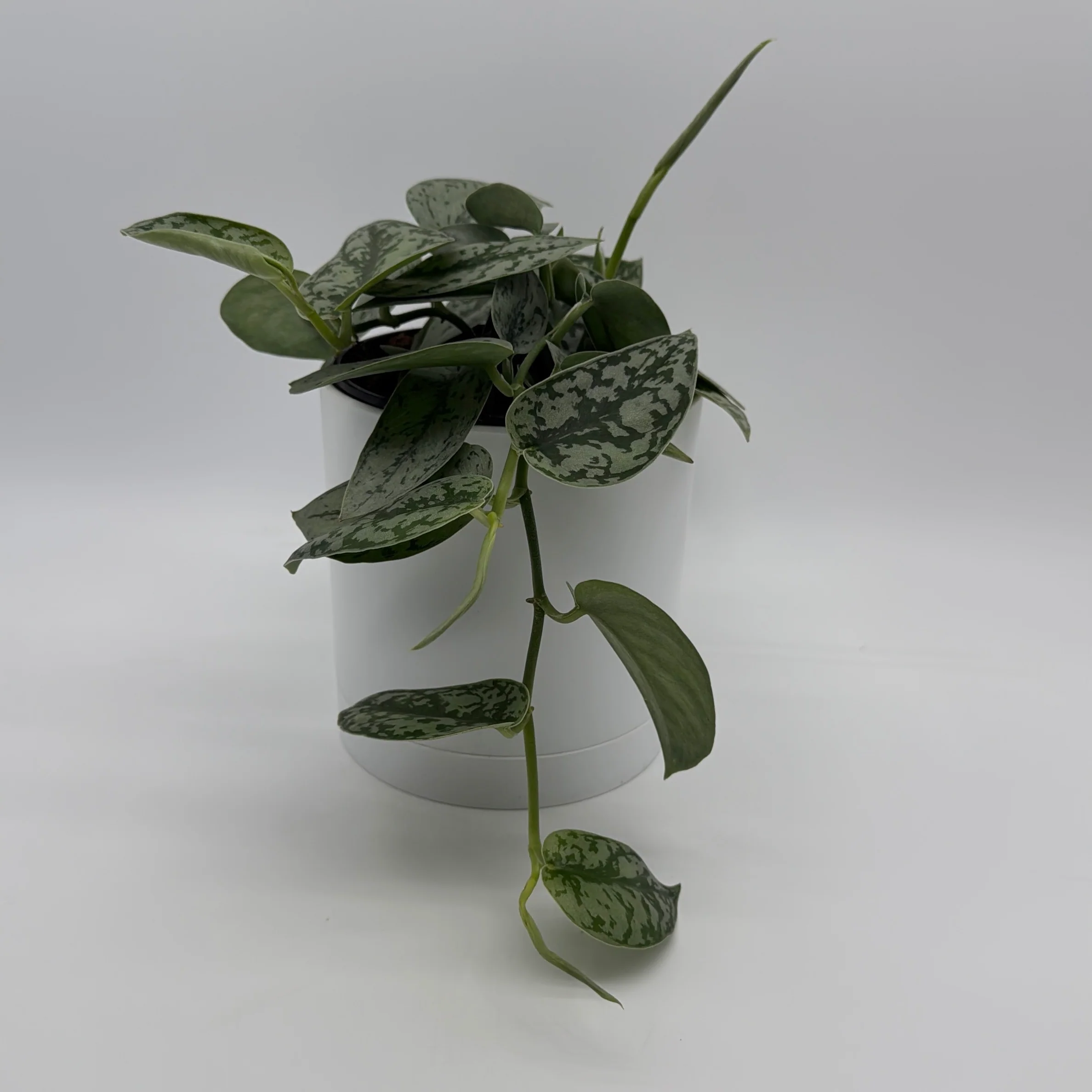 Scindapsus 'Silver Lady'