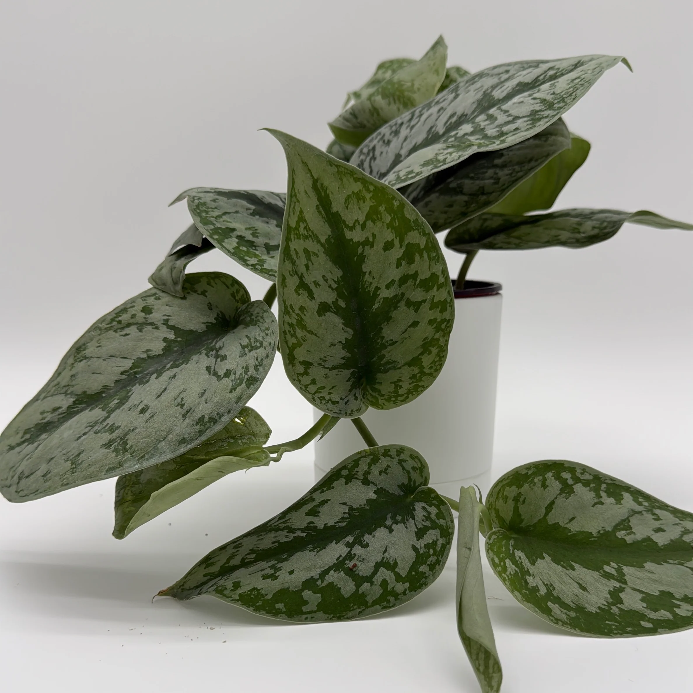 Silver Pothos (Scindapsus Exotica) - Image 2