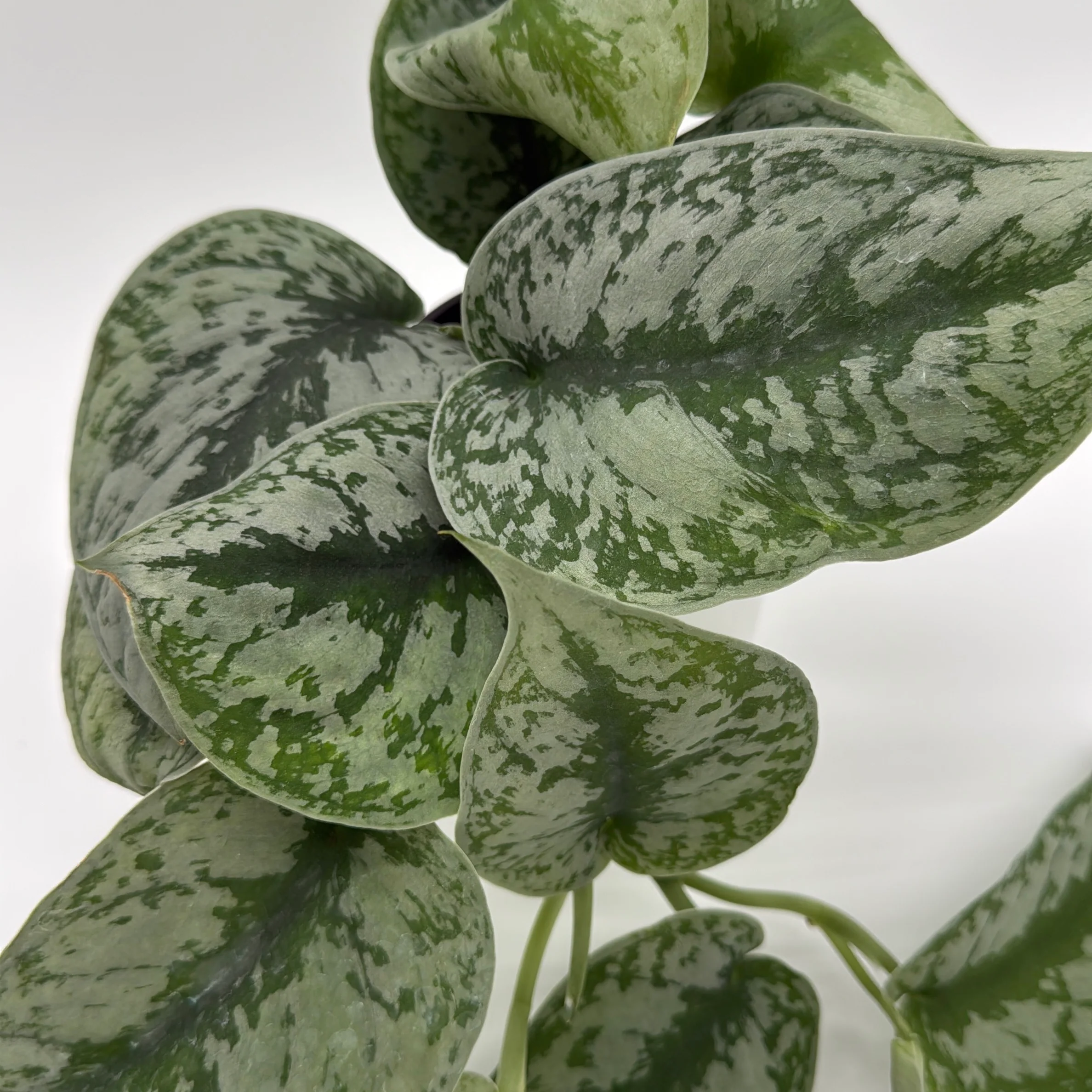 Silver Pothos (Scindapsus Exotica) - Image 3