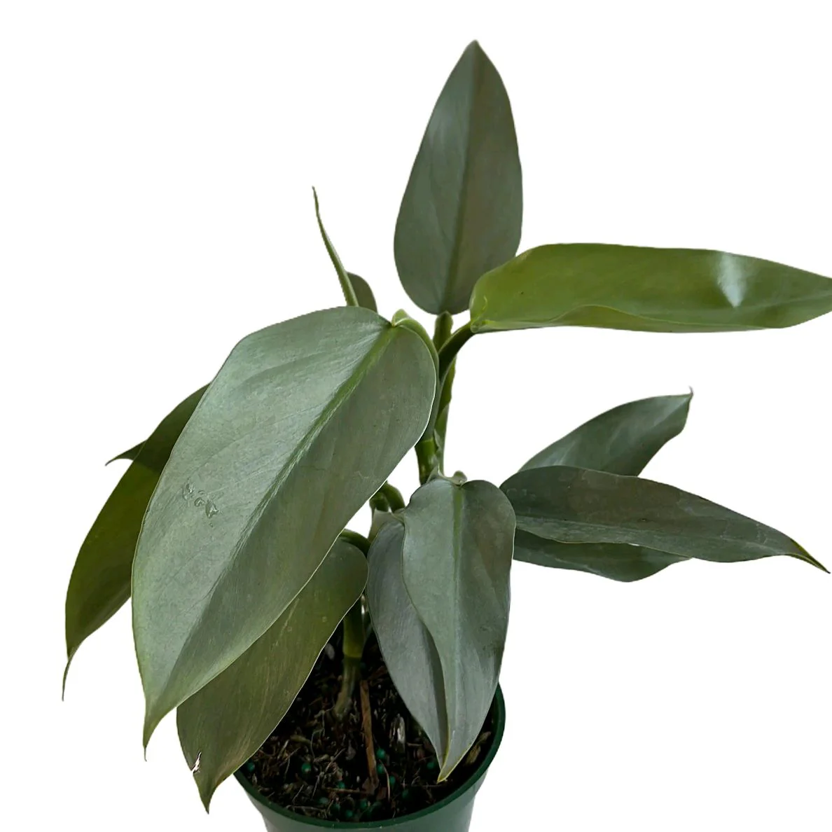 Silver Sword Philodendron