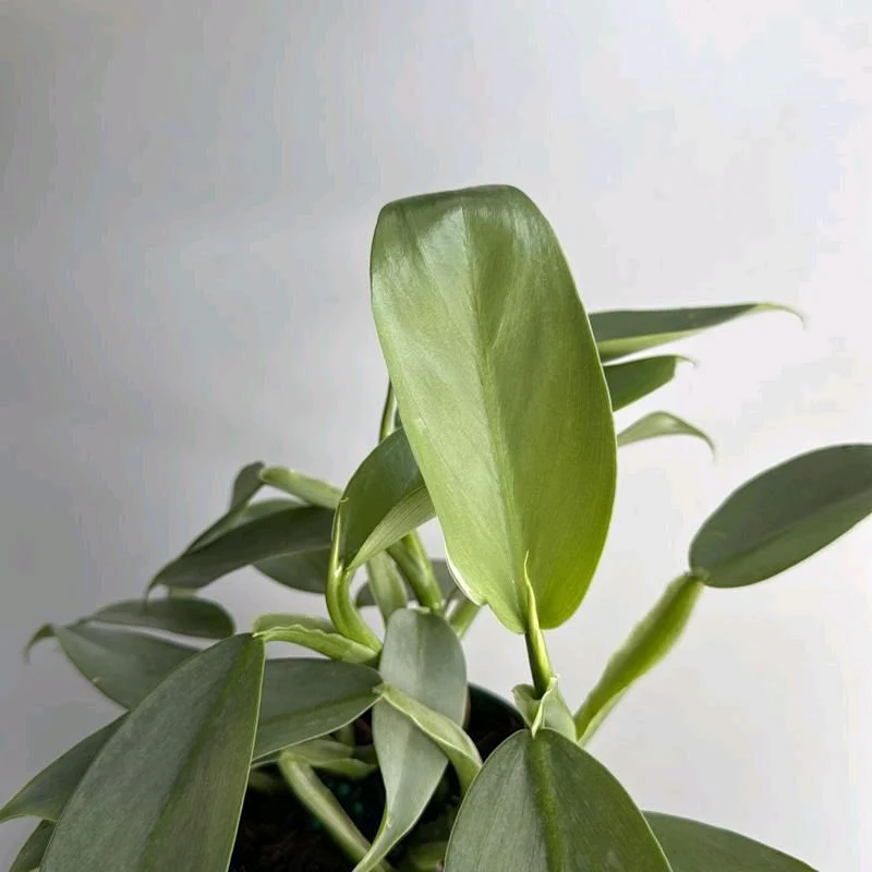 Silver Sword Philodendron - Image 2
