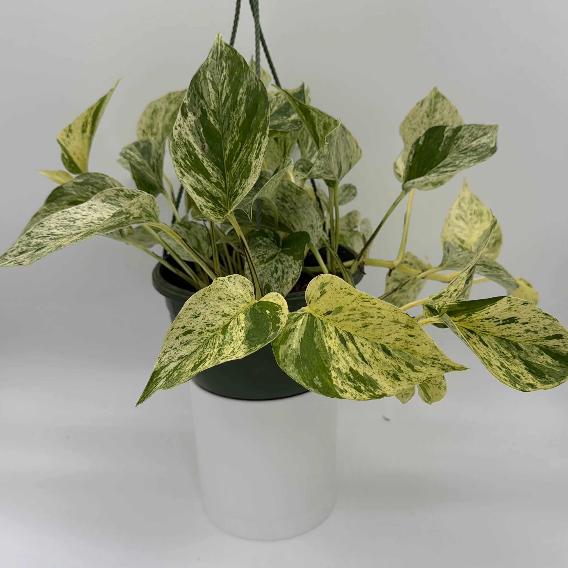 Pothos Snow Queen