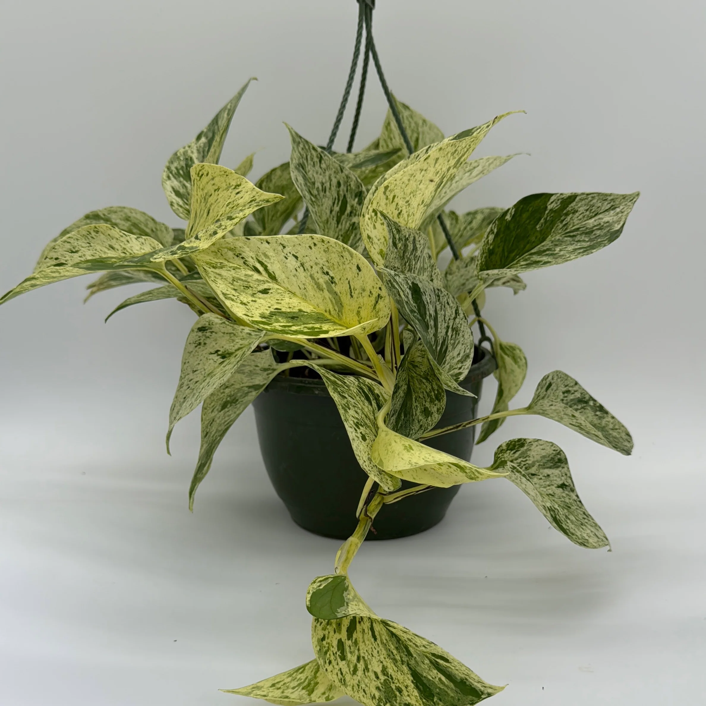 Pothos Snow Queen - Image 3