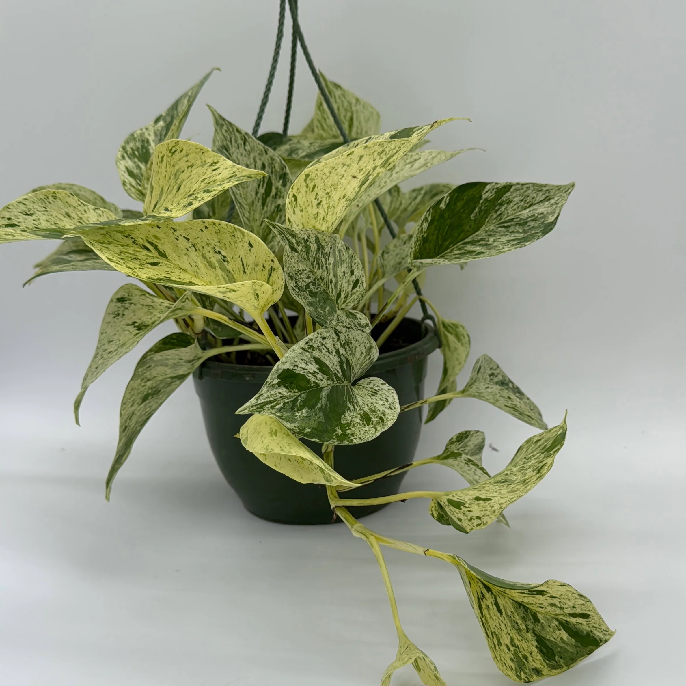Pothos Snow Queen - Image 4