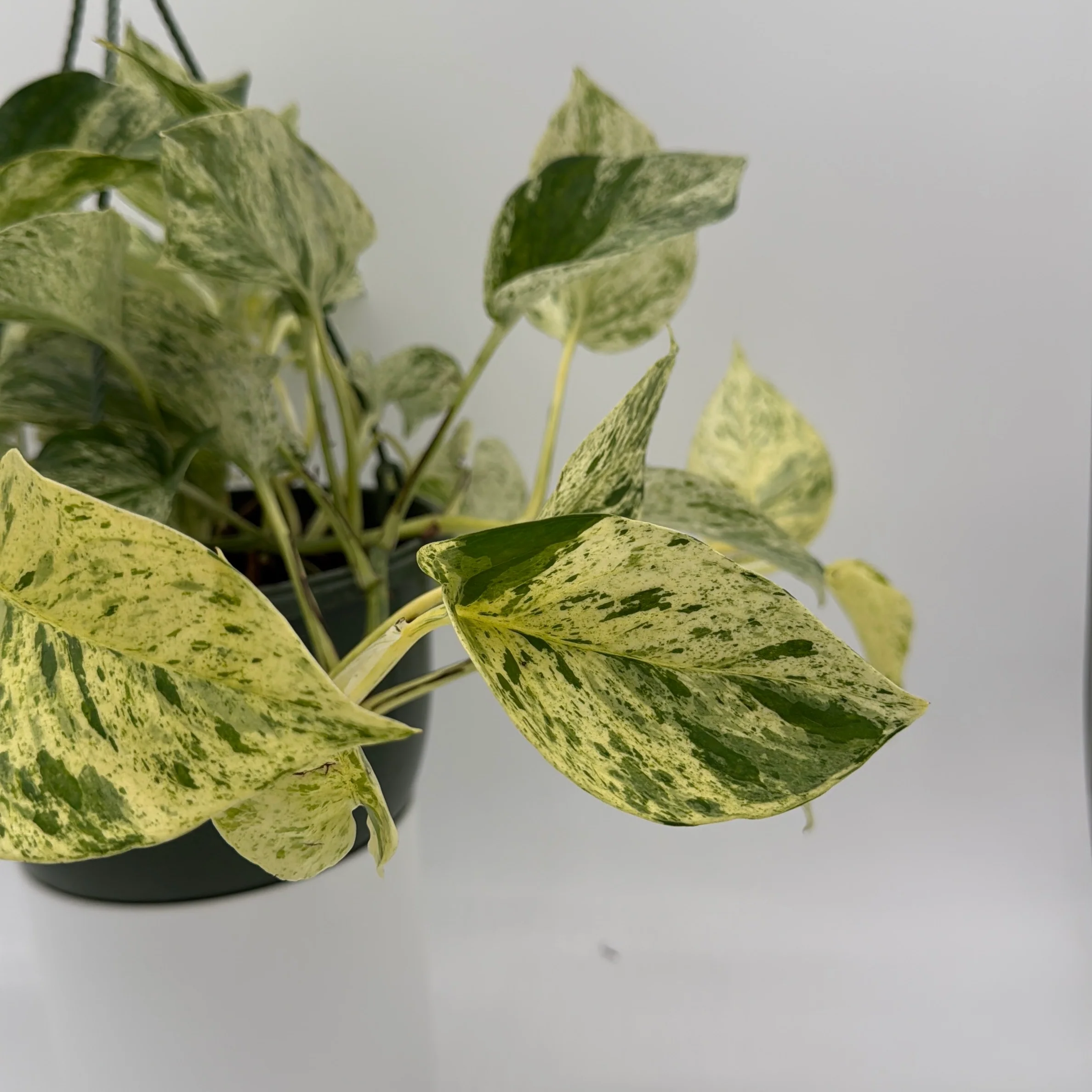 Pothos Snow Queen - Image 5