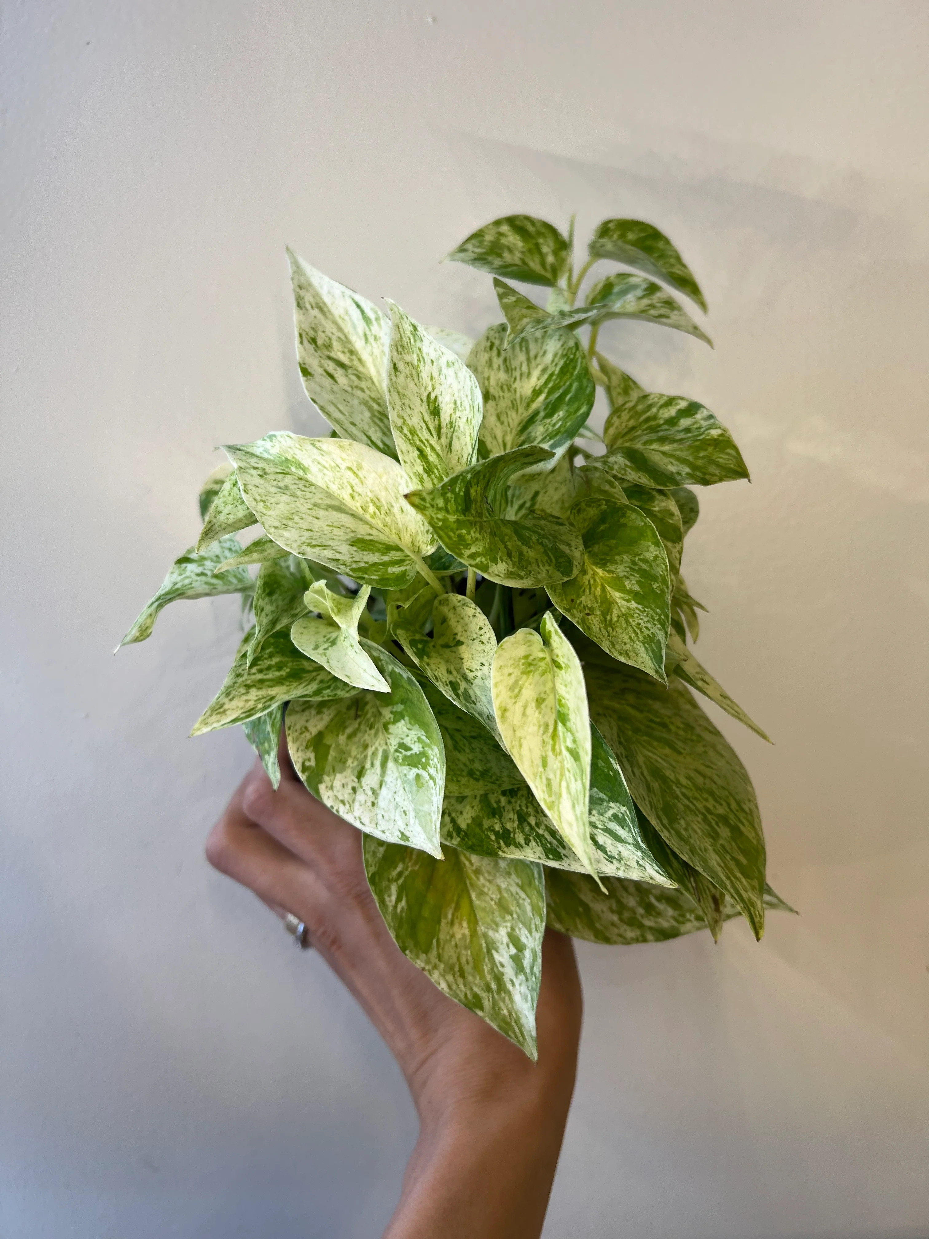Pothos Snow Queen - Image 6