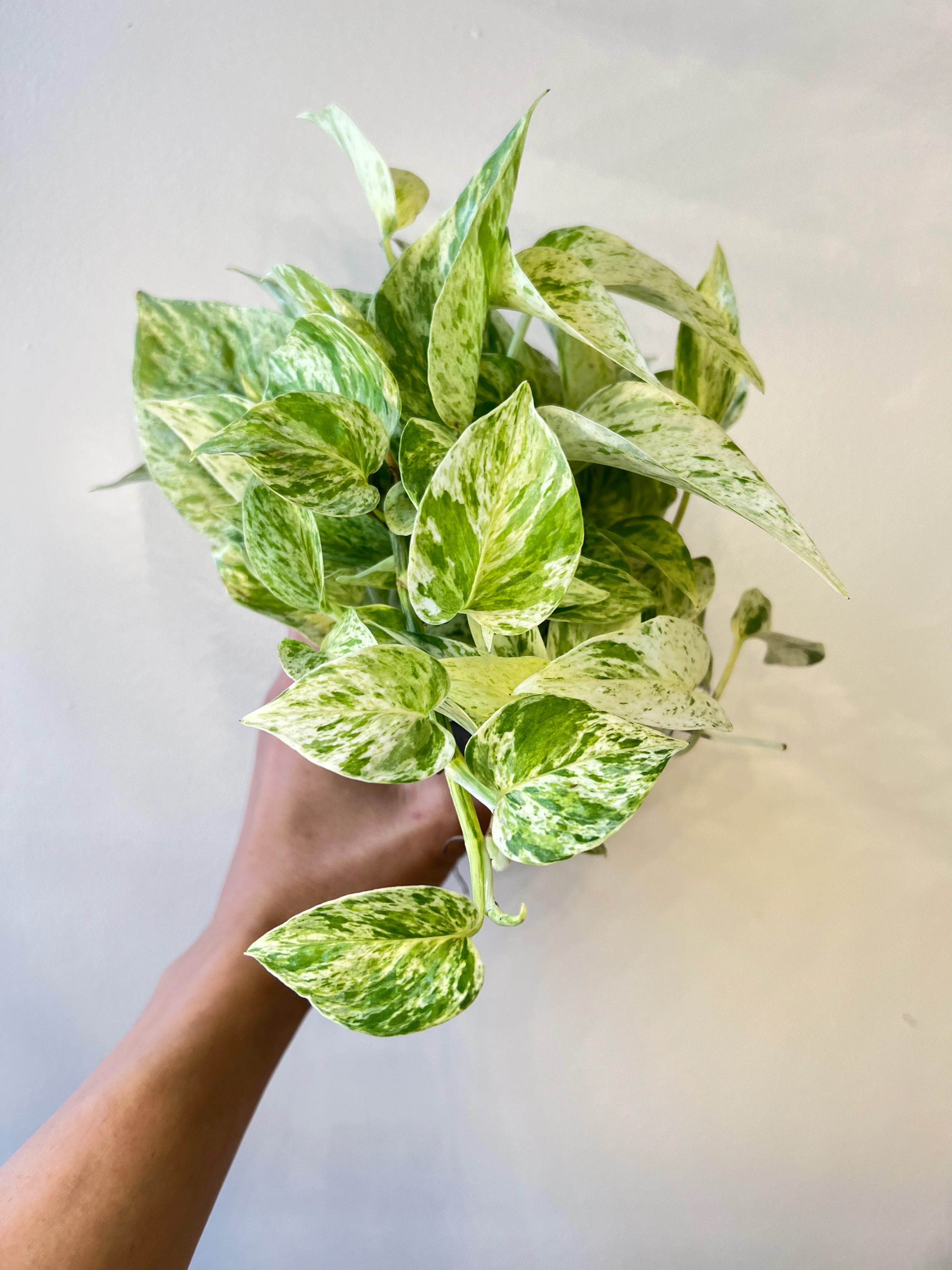 Pothos Snow Queen - Image 7