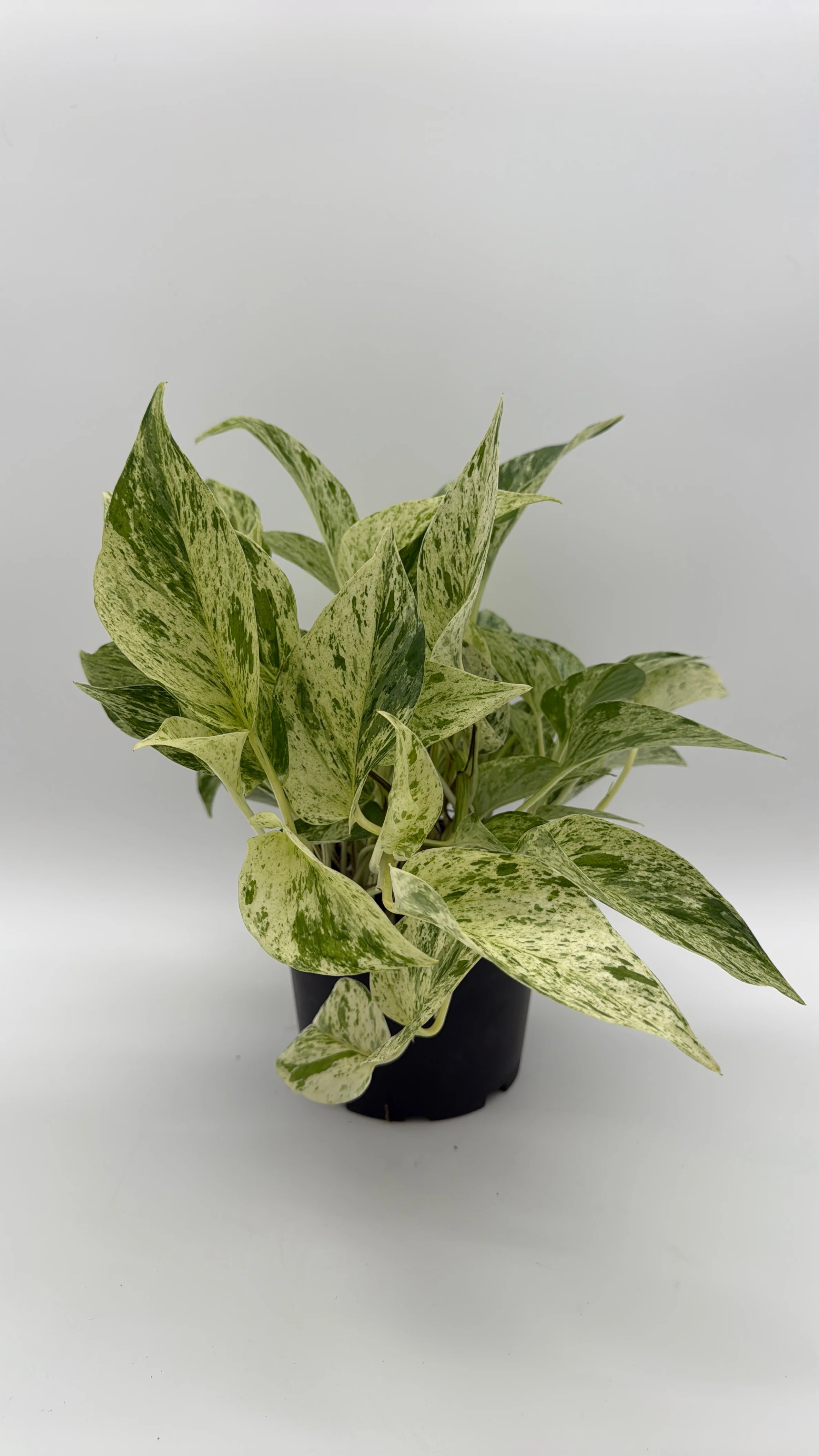 Pothos Snow Queen - Image 8
