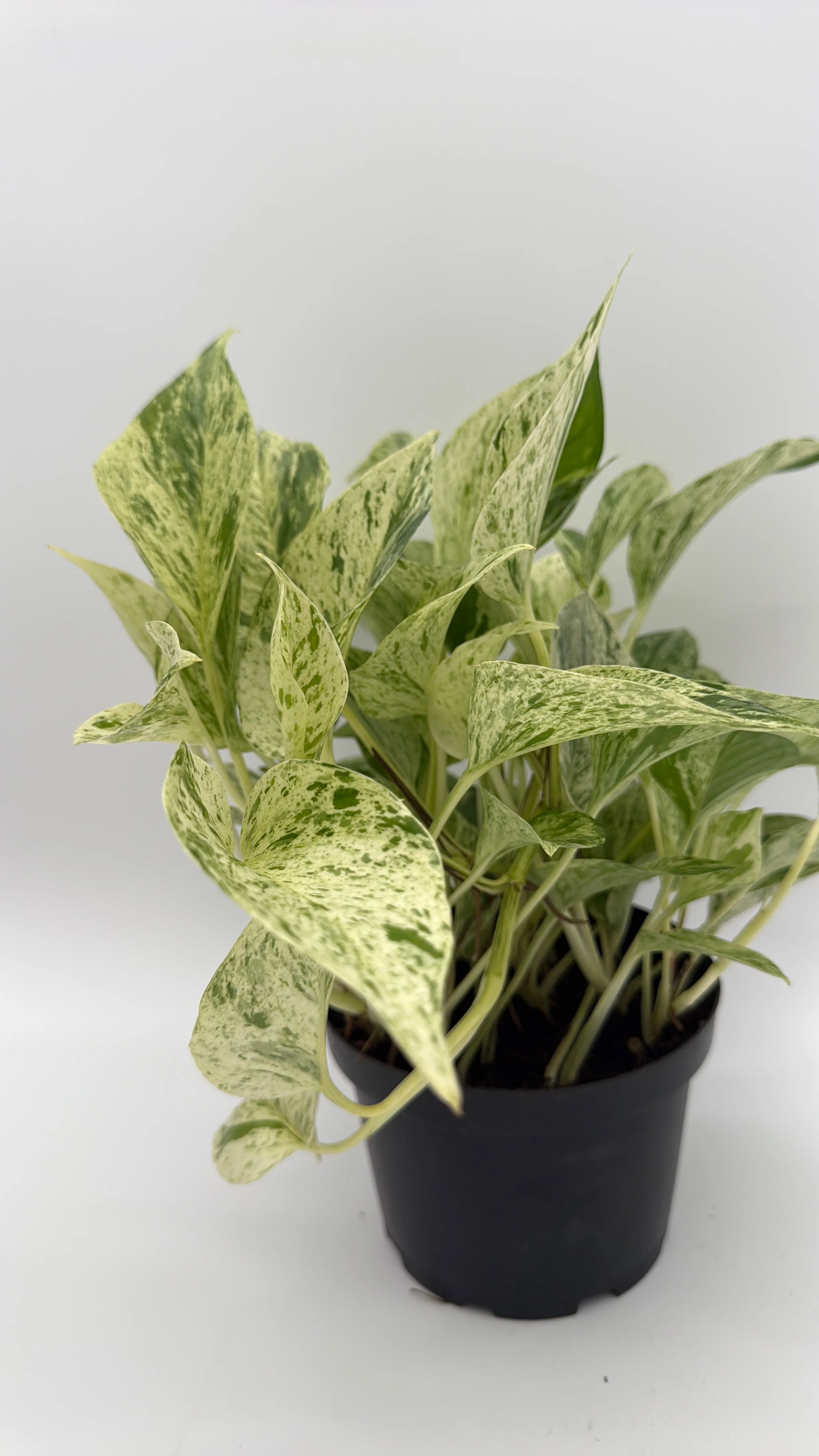 Pothos Snow Queen - Image 9