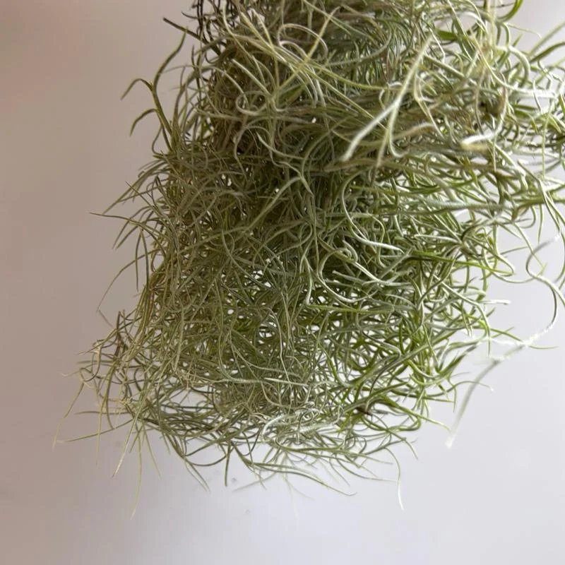 Spanish Moss (Tillandsia Usneoides) - Image 2