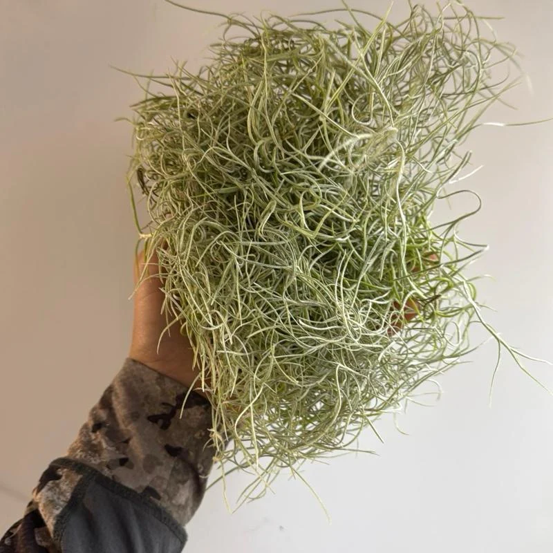 Spanish Moss (Tillandsia Usneoides) - Image 3
