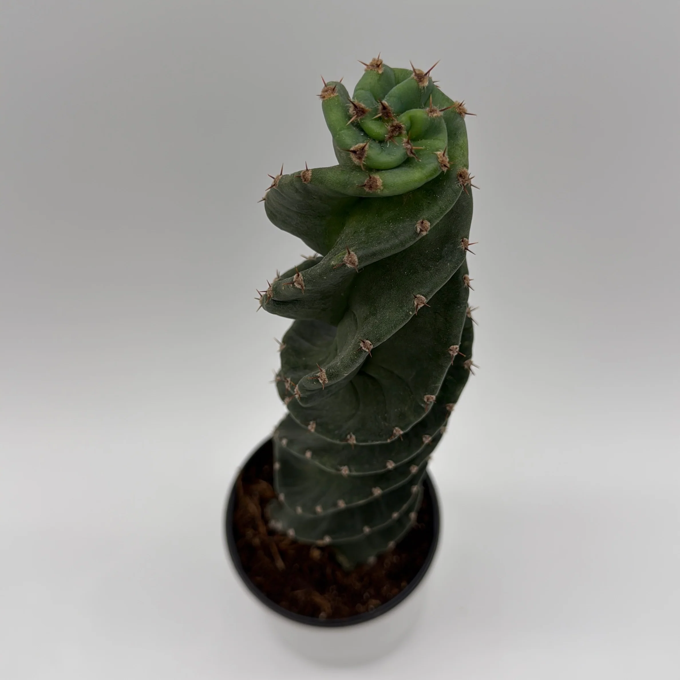 Spiralis Spiral Cactus - Image 3