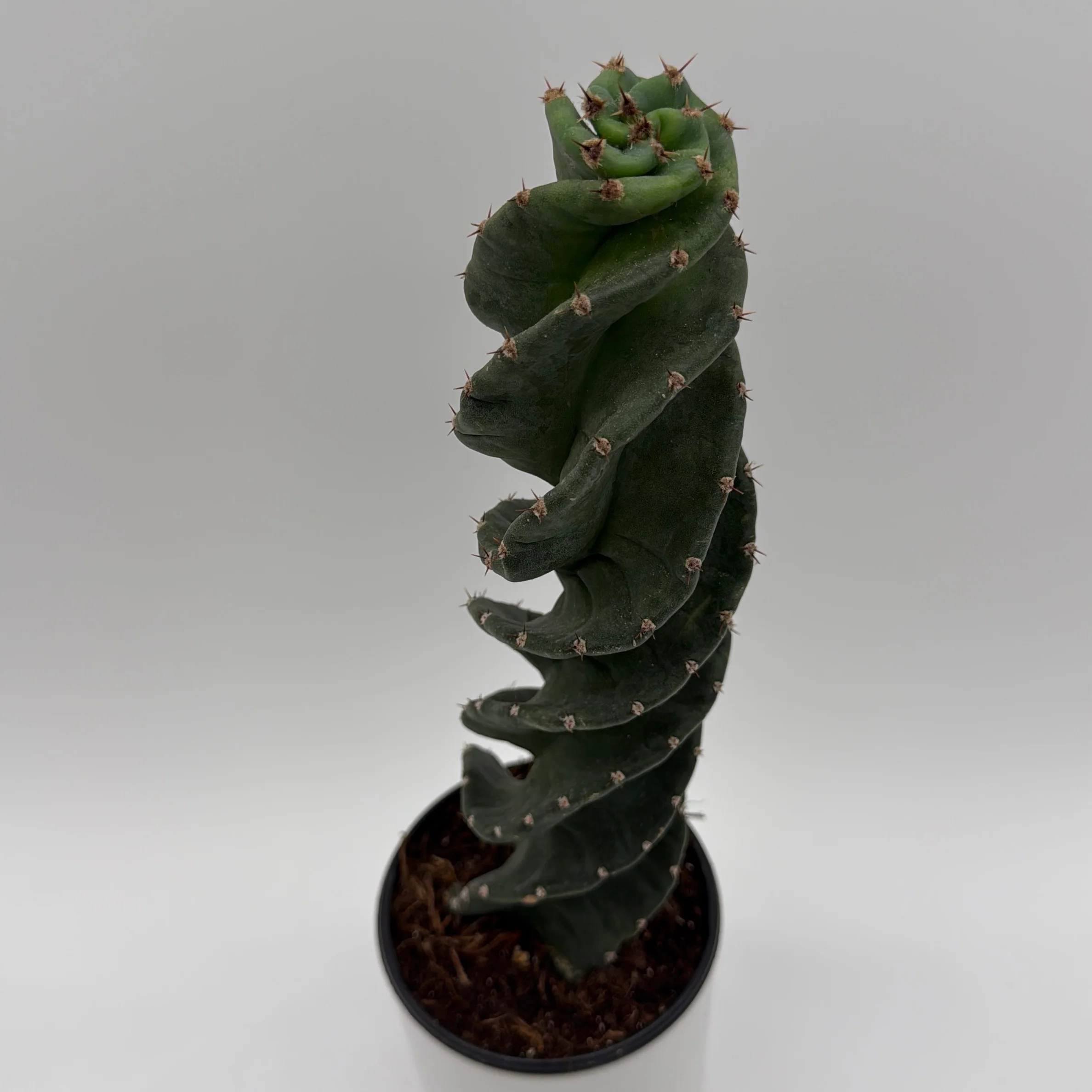 Spiralis Spiral Cactus - Image 4