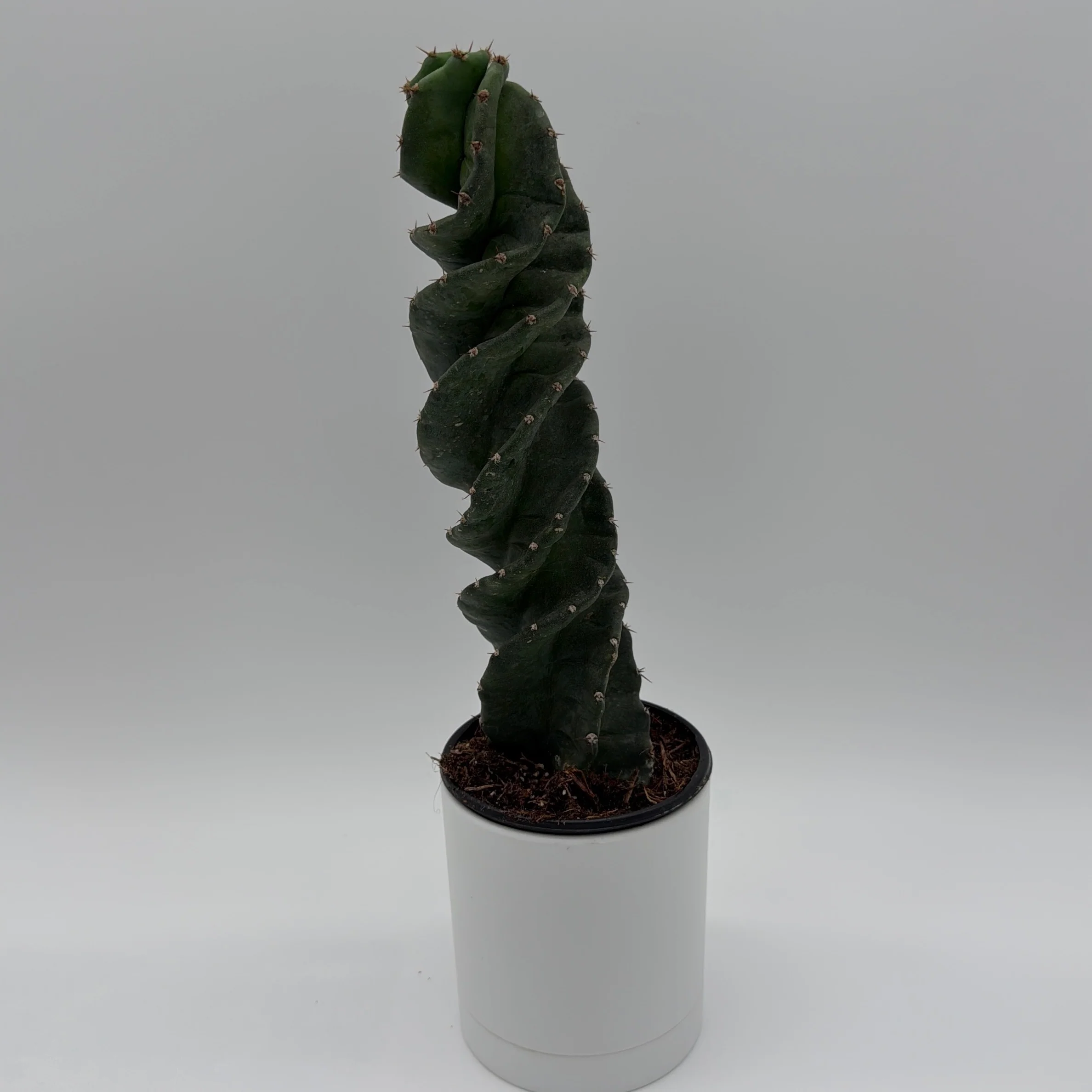 Spiralis Spiral Cactus - Image 5