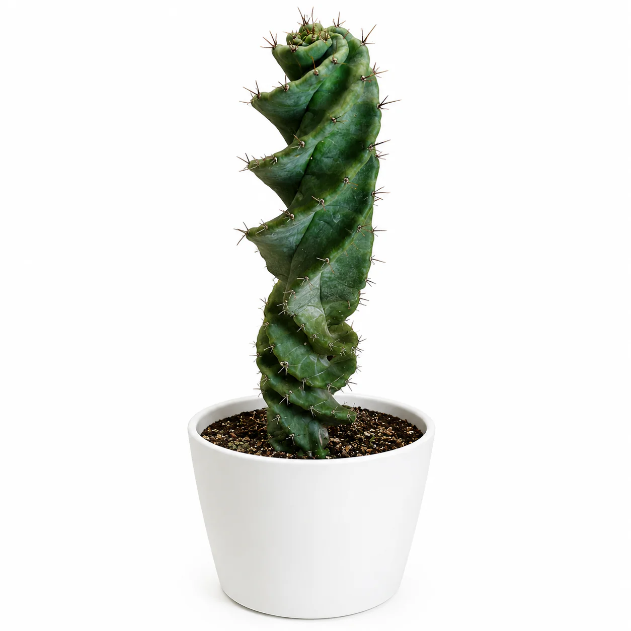 Spiralis Spiral Cactus - Image 6