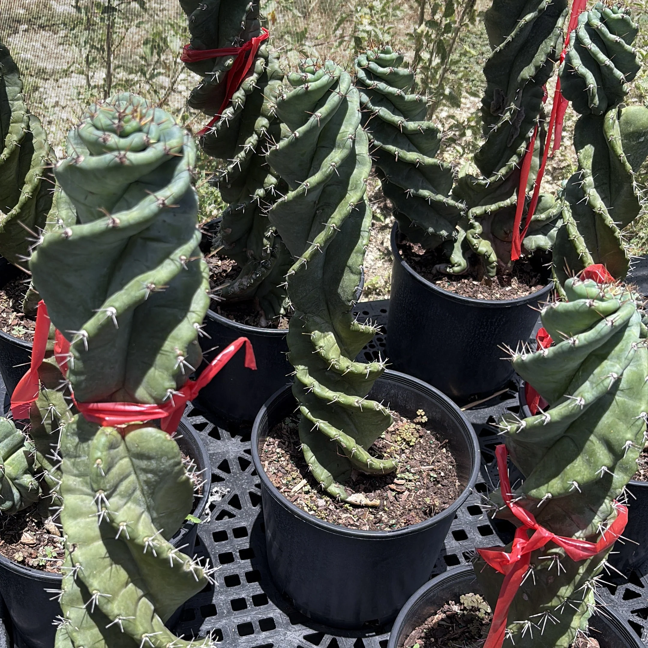 Spiralis Spiral Cactus - Image 7
