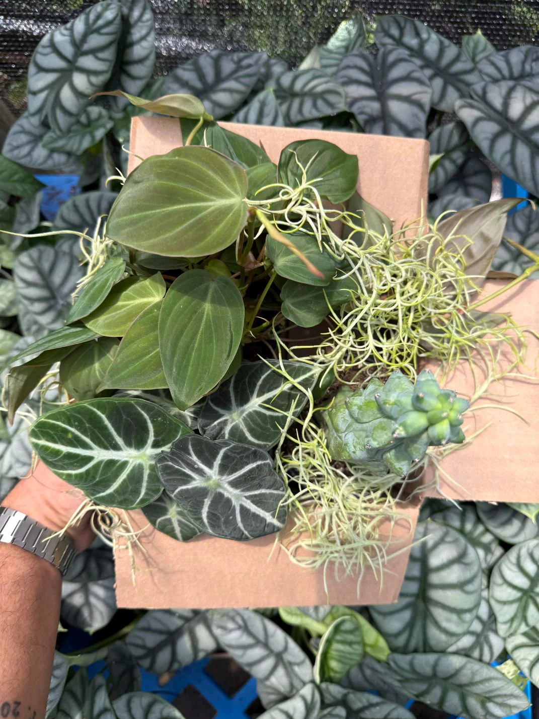 Spooky Mystery Bundle Box - 3 Spooky Plants - Image 10