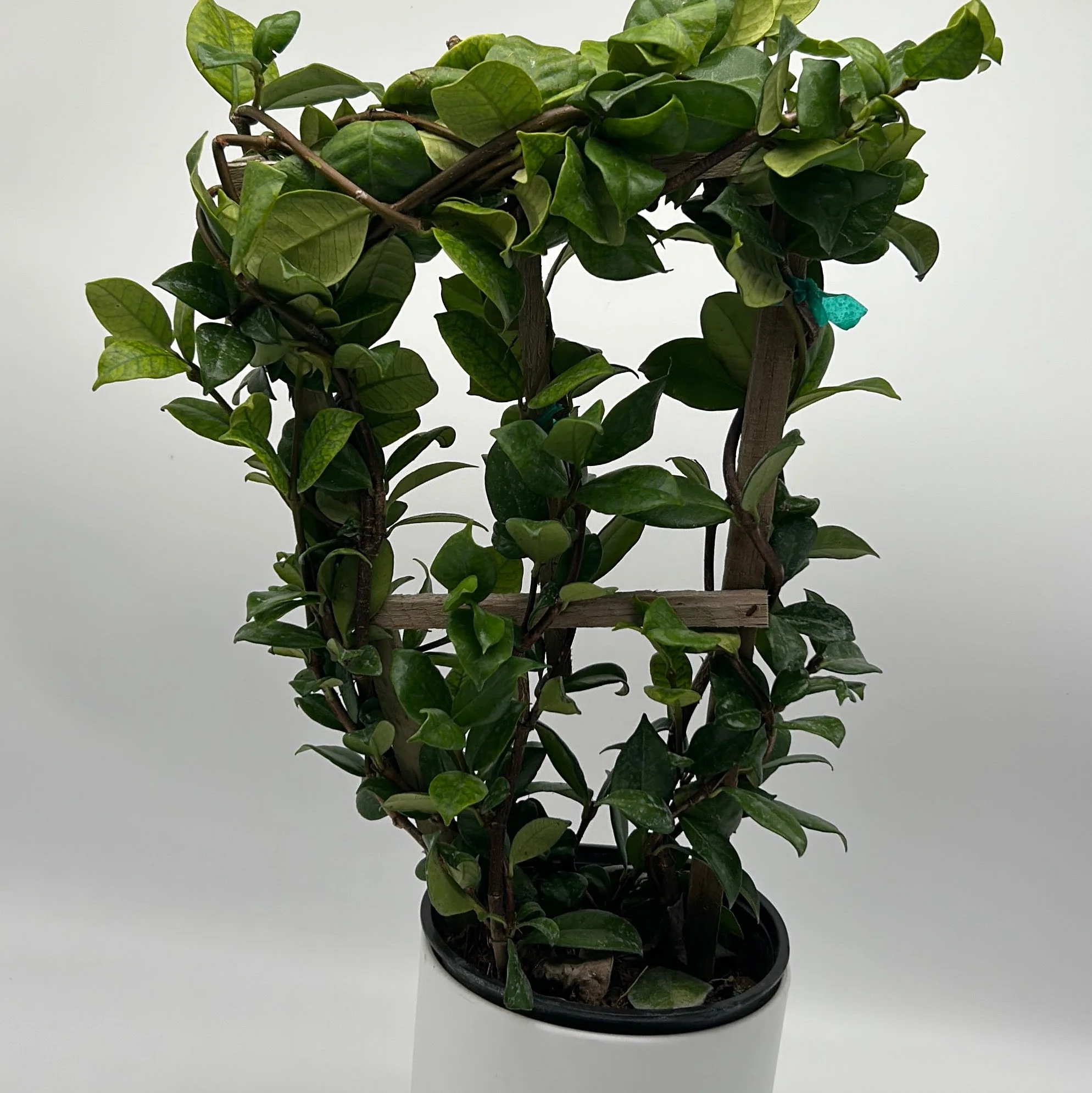 Star Jasmine - Image 3