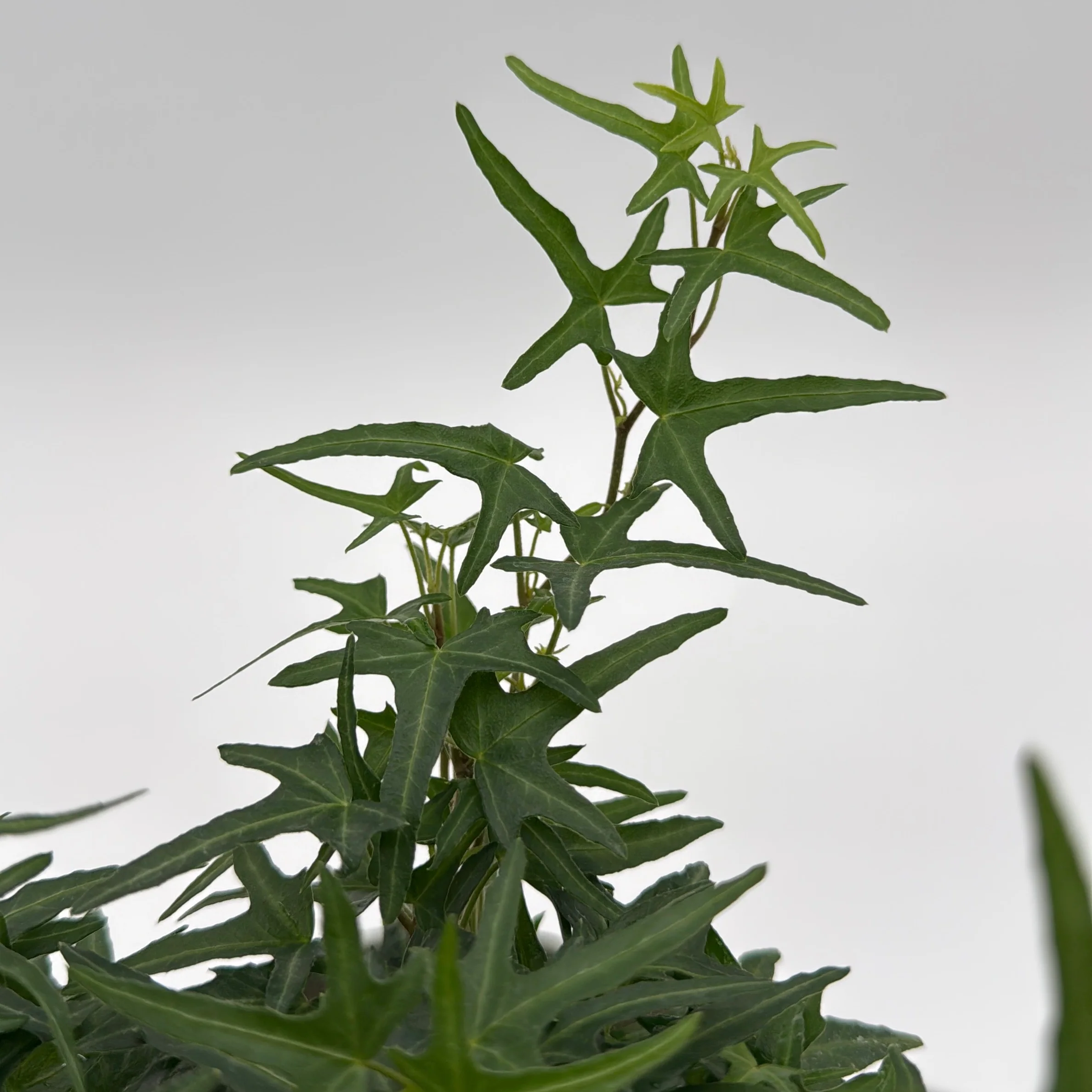 Starling English Ivy - Image 3