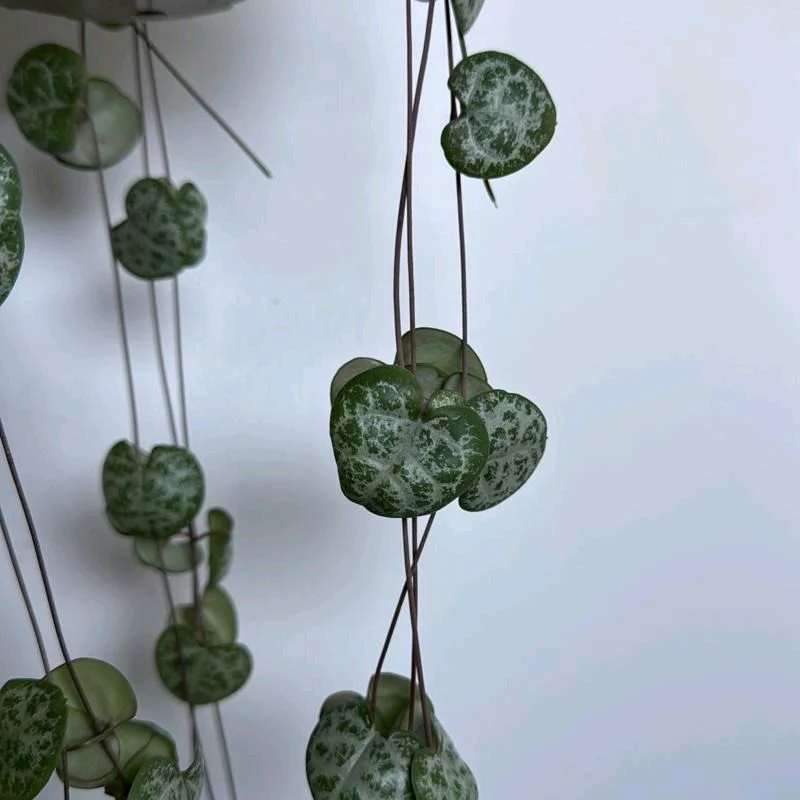 String of Hearts (Ceropegia) - Image 3
