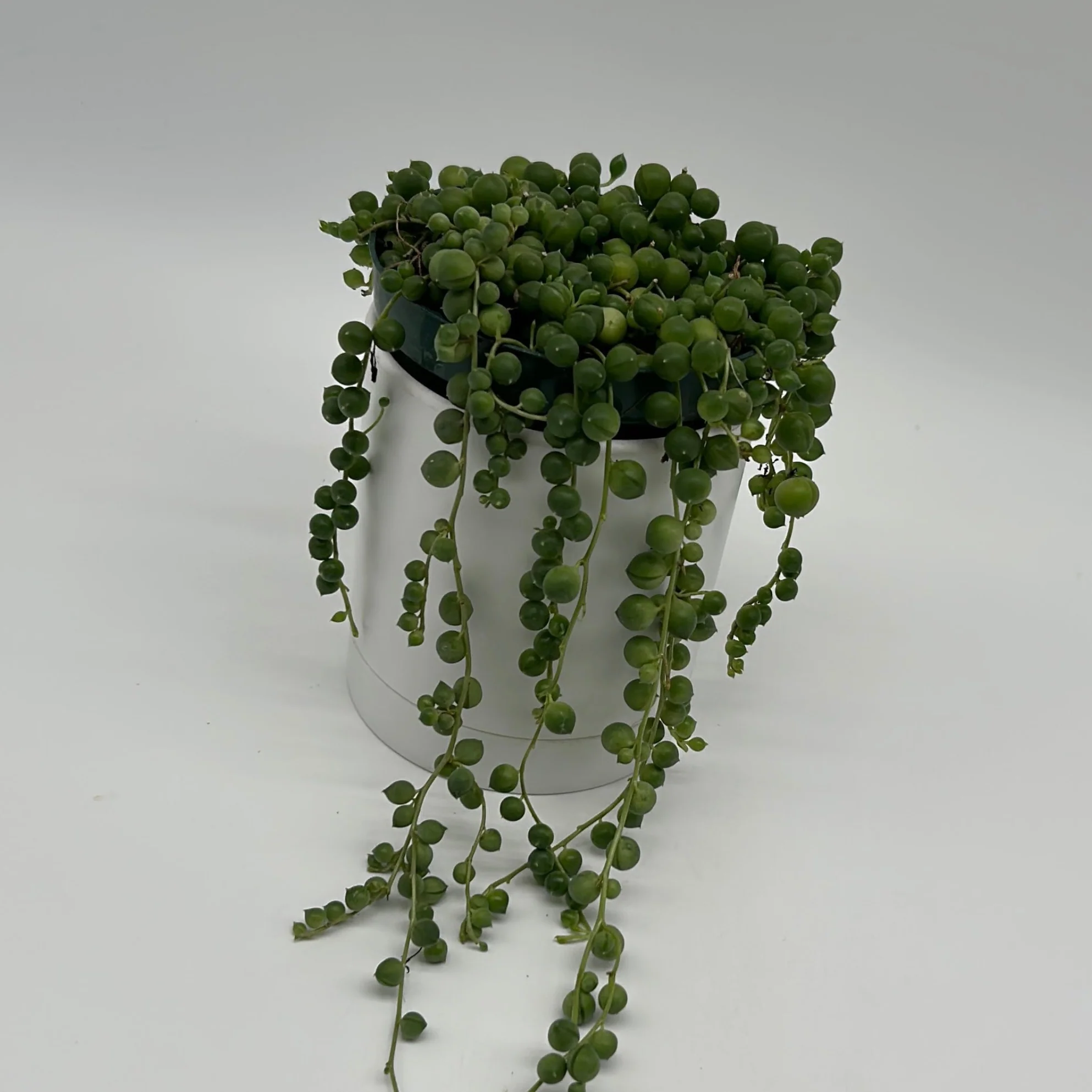 String of Pearls (Curio Rowleyanus) - Image 2