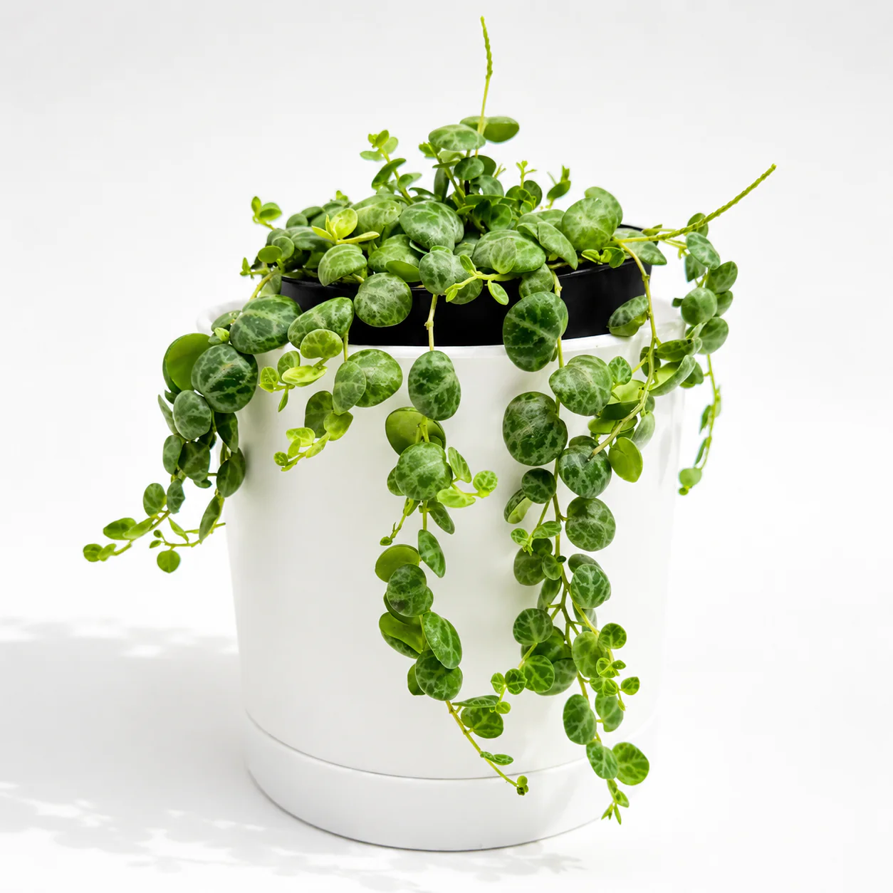String of Turtles (Peperomia Prostrata)