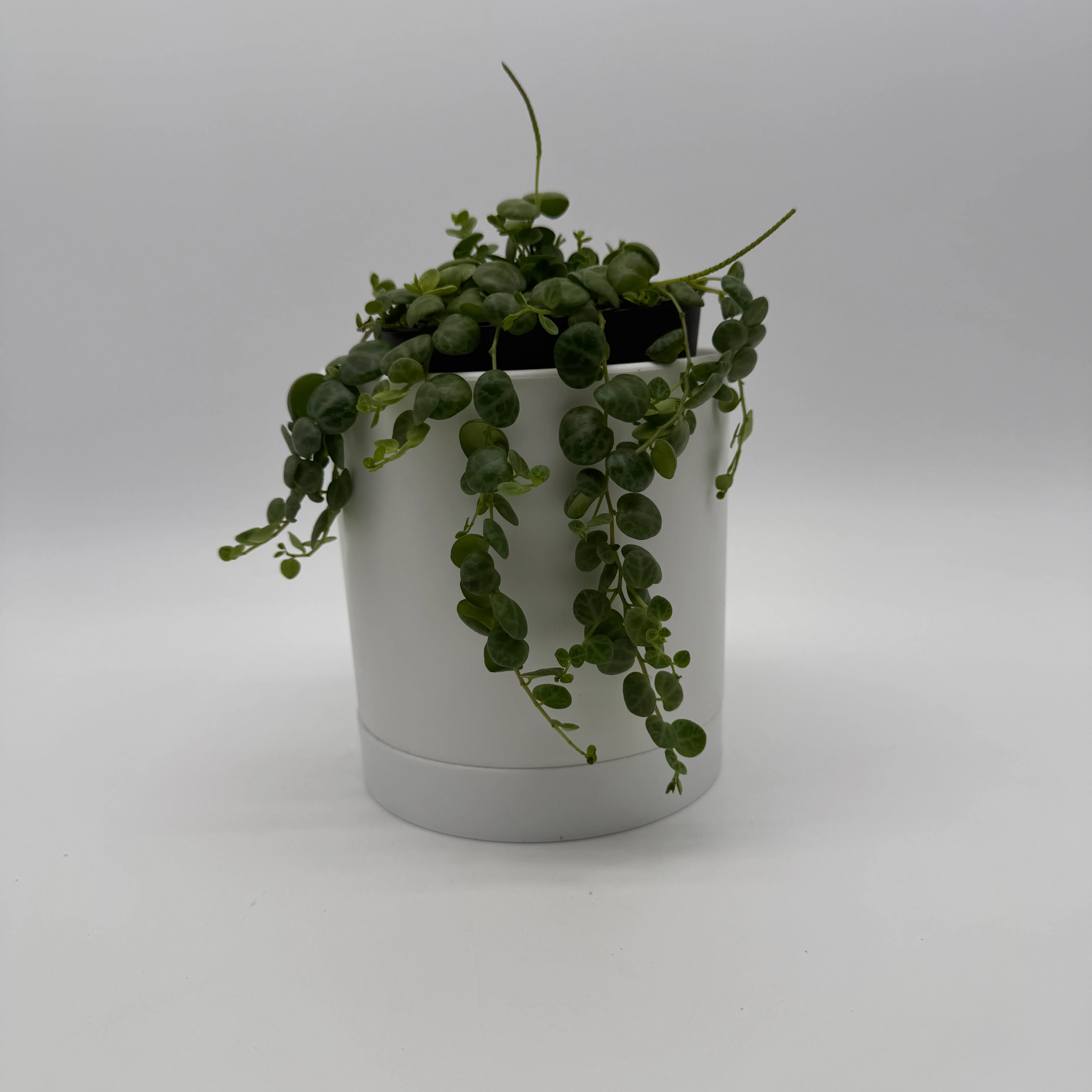 String of Turtles (Peperomia Prostrata) - Image 2