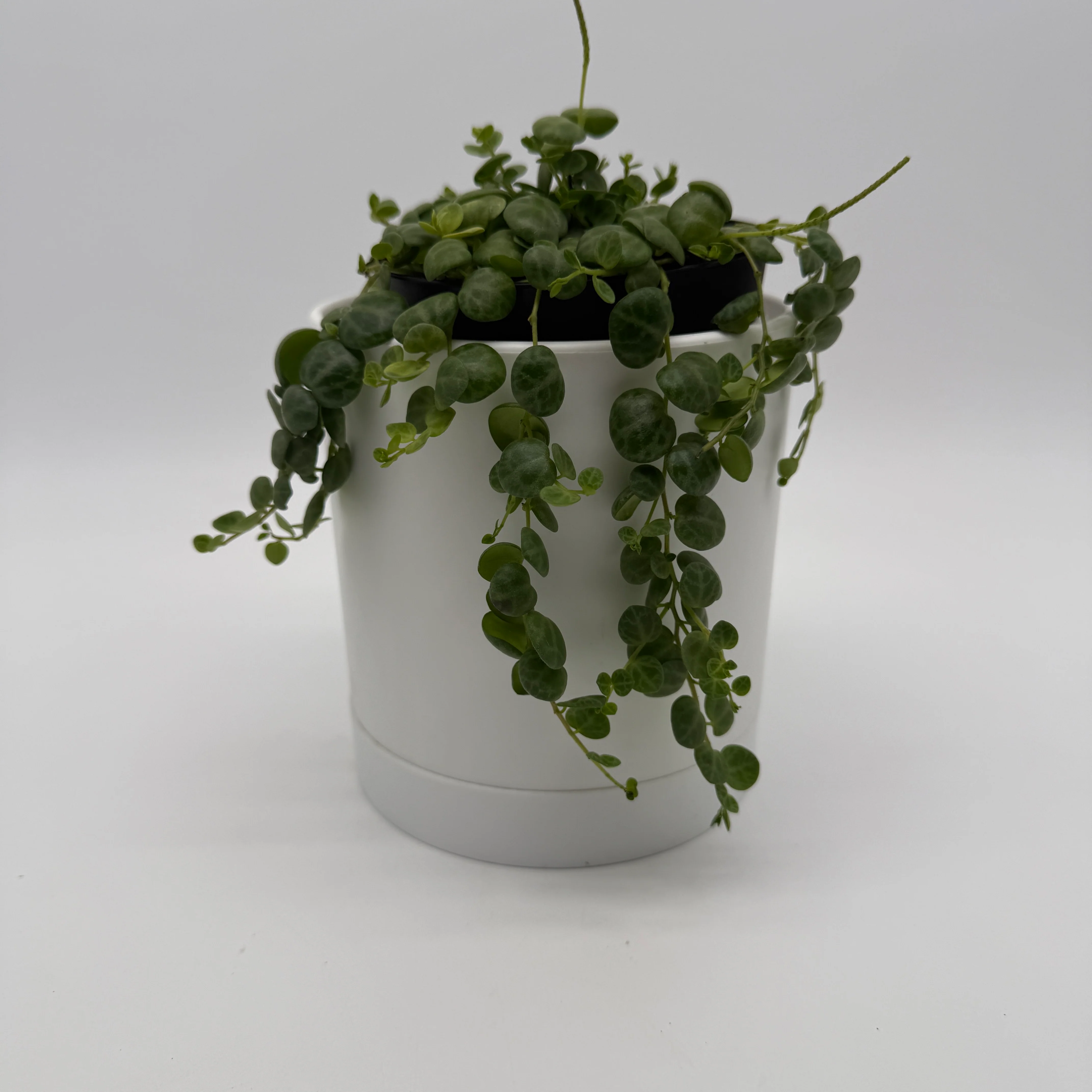 String of Turtles (Peperomia Prostrata) - Image 3